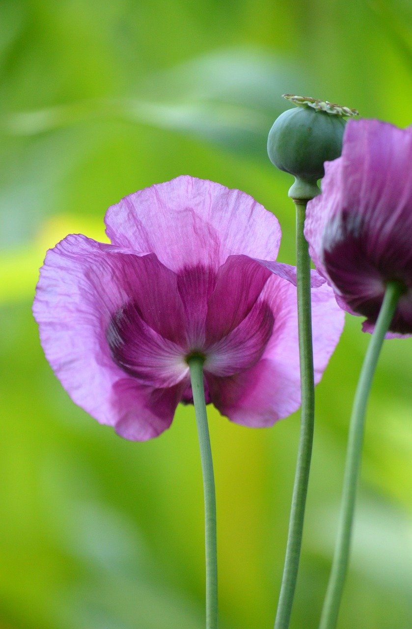 Papaver somniferum Seeds | Breadseed Poppy Collection | Easy Direct-Sow  Annuals – therapyofflowers.com, image size:839x1280