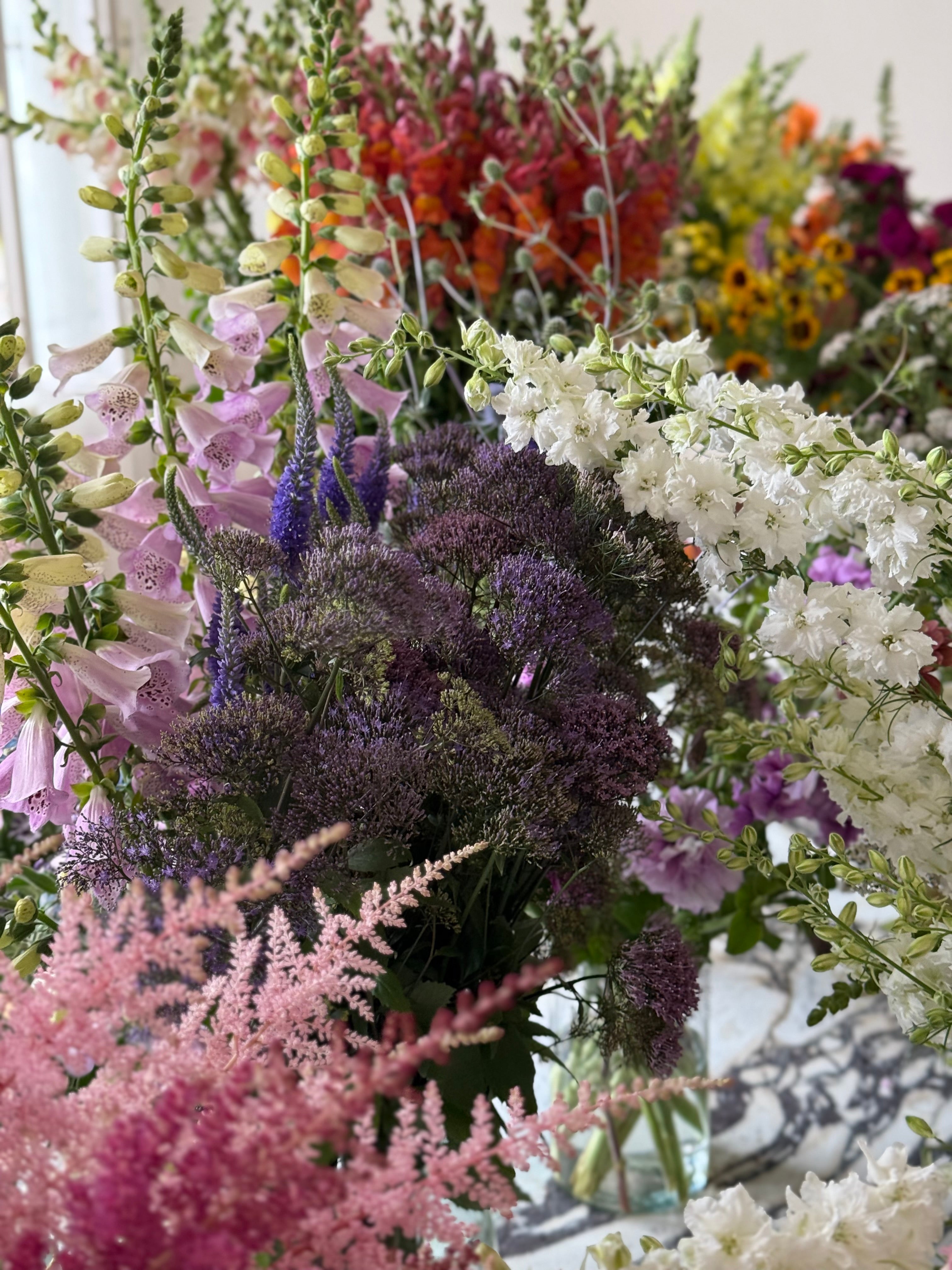 New Flower Seeds 2026 | Exclusive Varieties & Fresh Colors