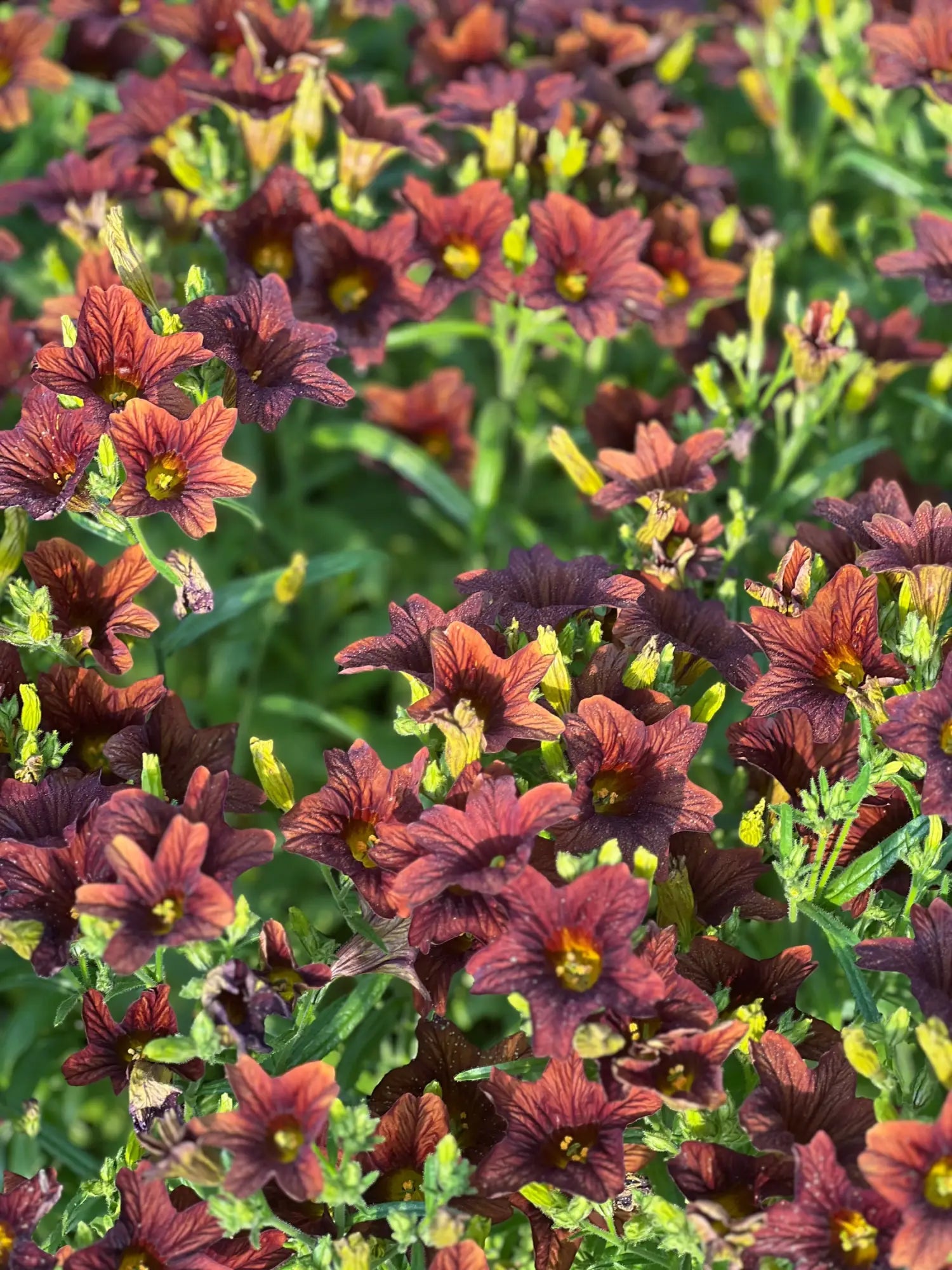 thumbnail image 2 of 200 Mixed Velvet Trumpet Flower Seeds Salpiglossis Sinuata Painted Flowers 2 of 13