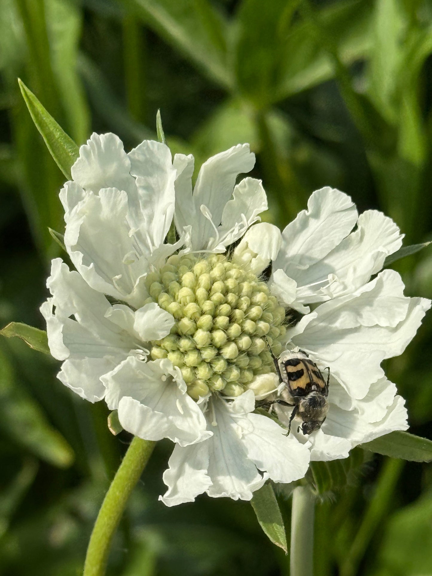 Scabiosa caucasica Fama® White | Pincushion Flower | Cut Flower therapyofflowers.com