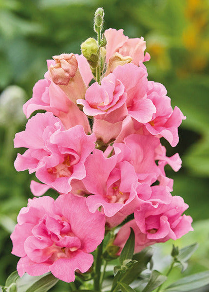 Snapdragon Twinny™ Double Flowered Rose F1 | Antirrhinum majus therapyofflowers.com