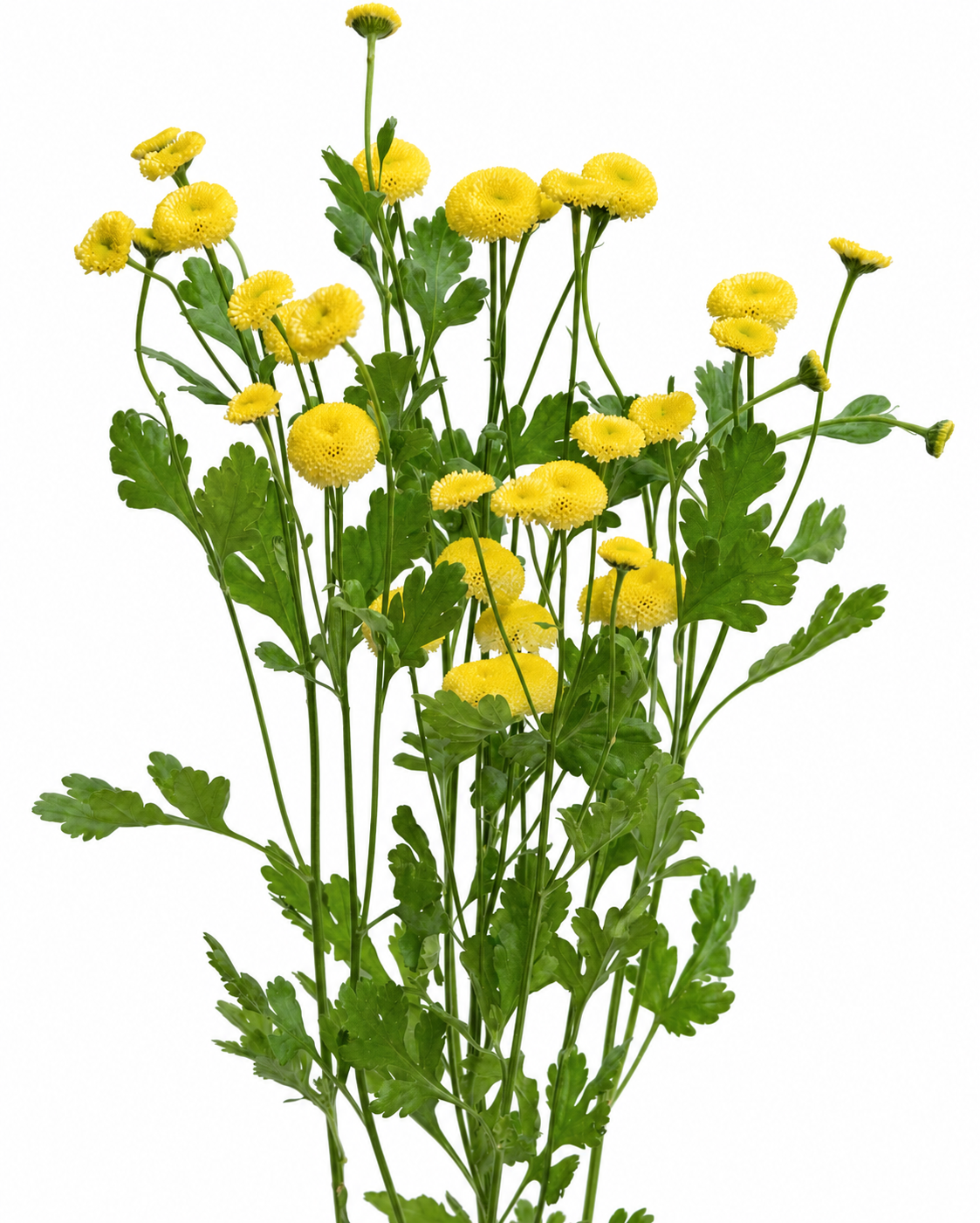 Tanacetum parthenium Amazone | Feverfew | Pelleted therapyofflowers.com