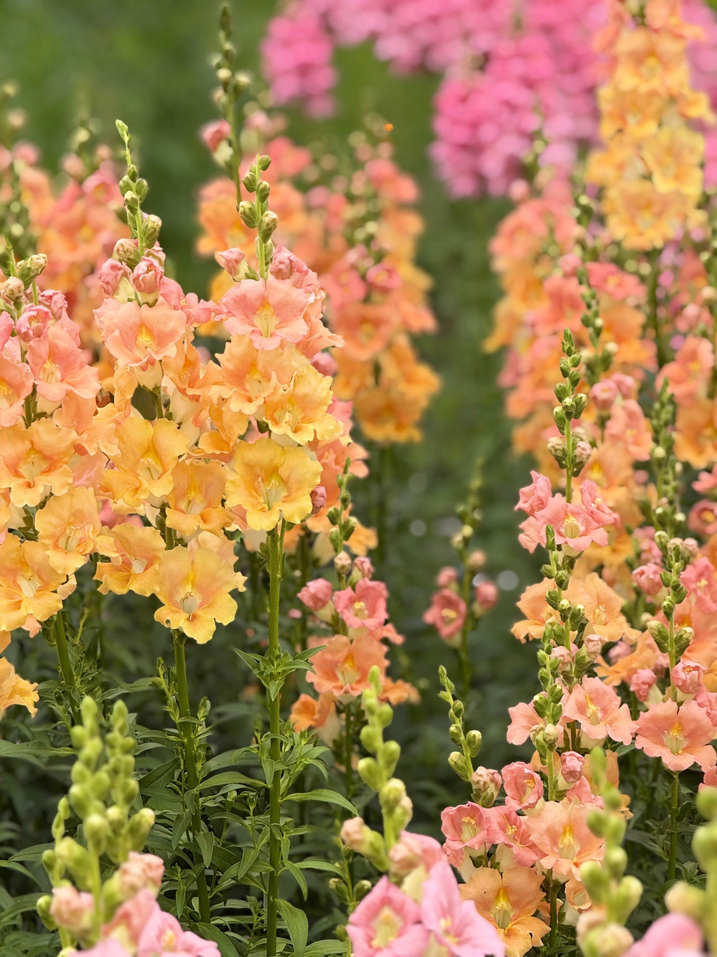 Snapdragon ‘Chantilly™ Salmon’ F1 | Group 1, 2 | Antirrhinum majus | Butterfly-Type therapyofflowers.com