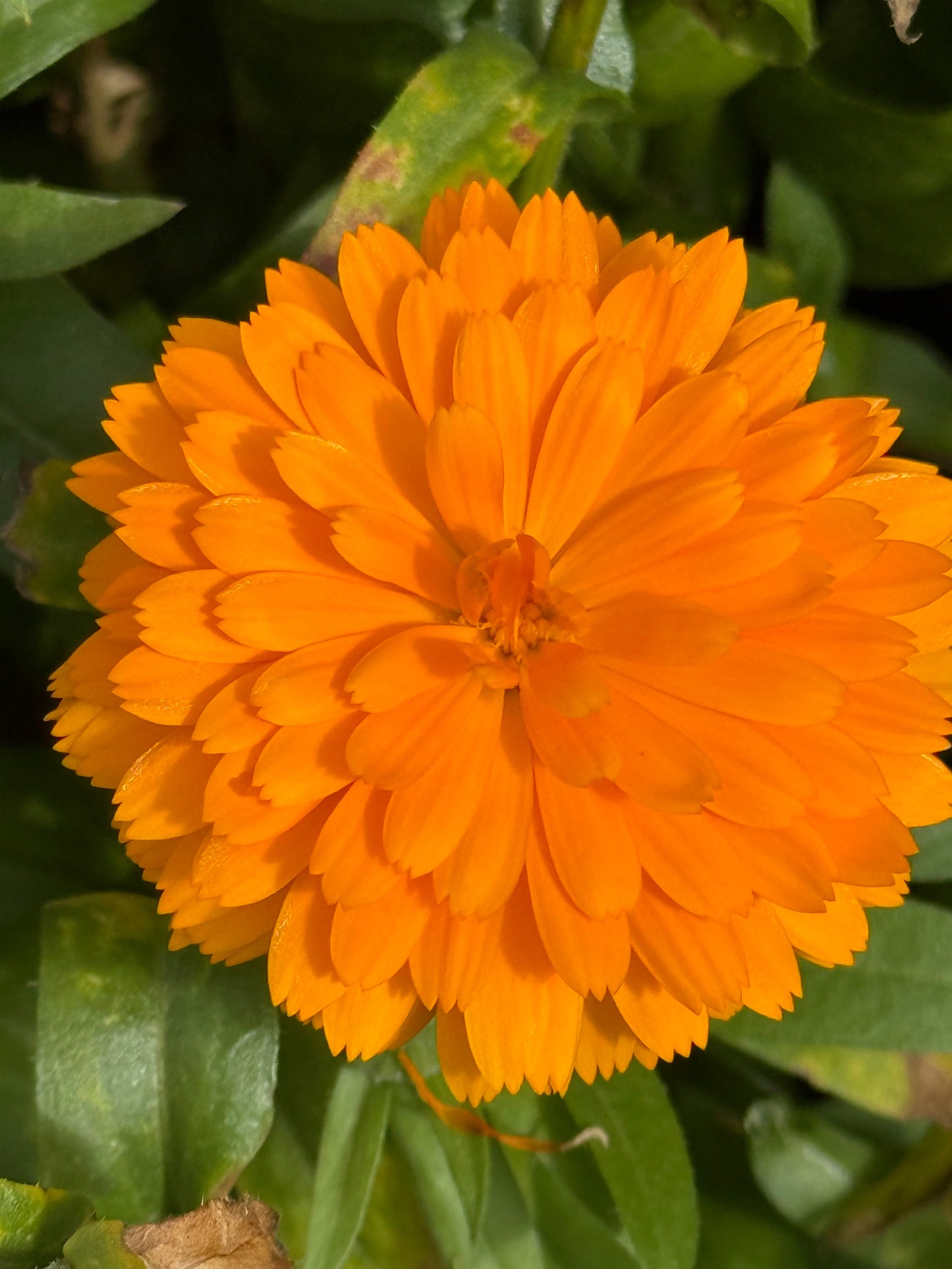 Calendula officinalis Bon Bon Orange | Pot Marigold therapyofflowers.com