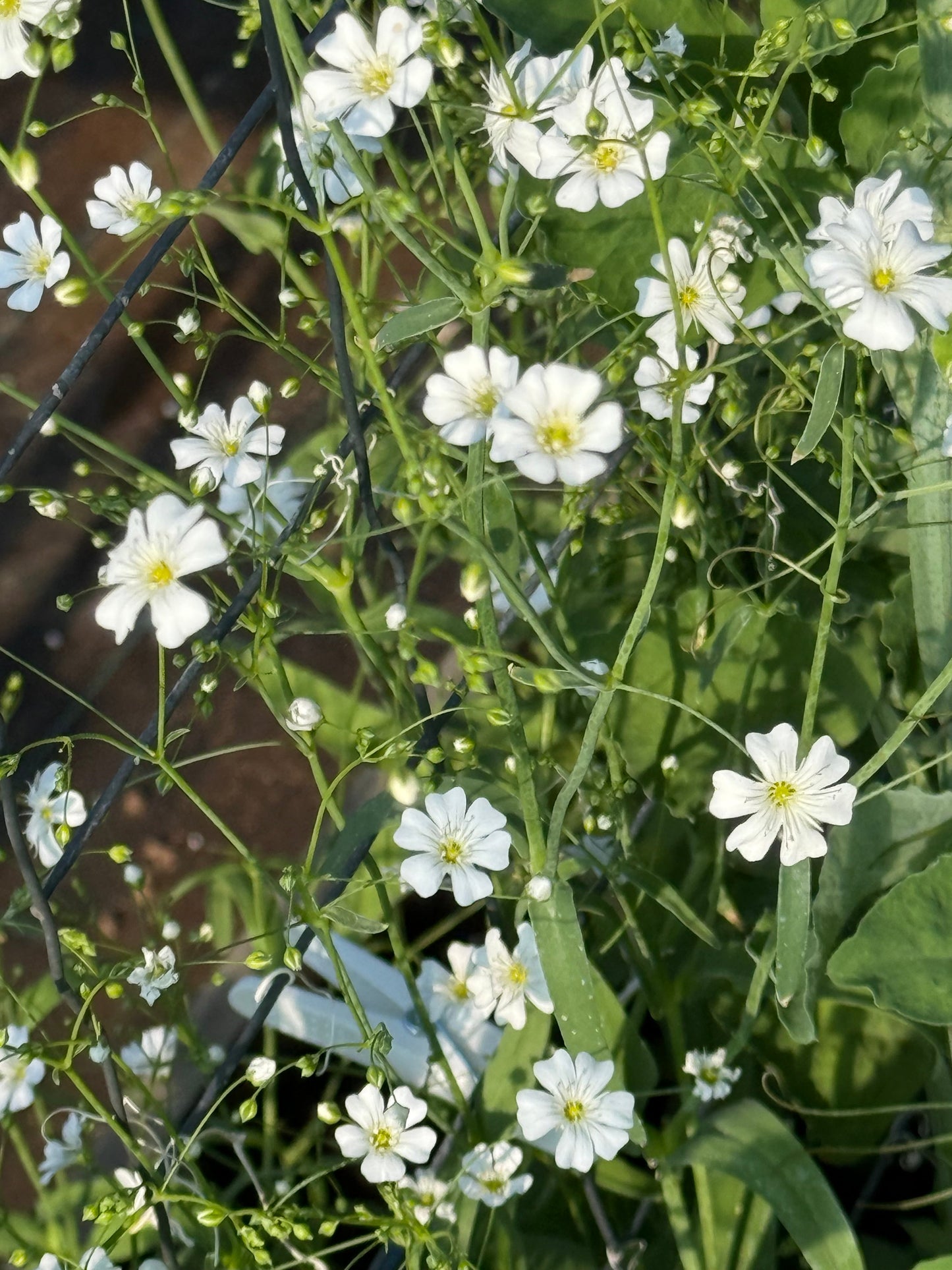 Gypsophila elegans Covent Garden | Annual Baby’s Breath therapyofflowers.com
