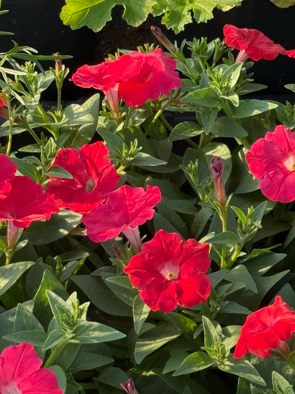 Petunia x Hybrida Pendolino Sensation Salmon-Orange F1 | Italian Petunia | Pelleted therapyofflowers.com