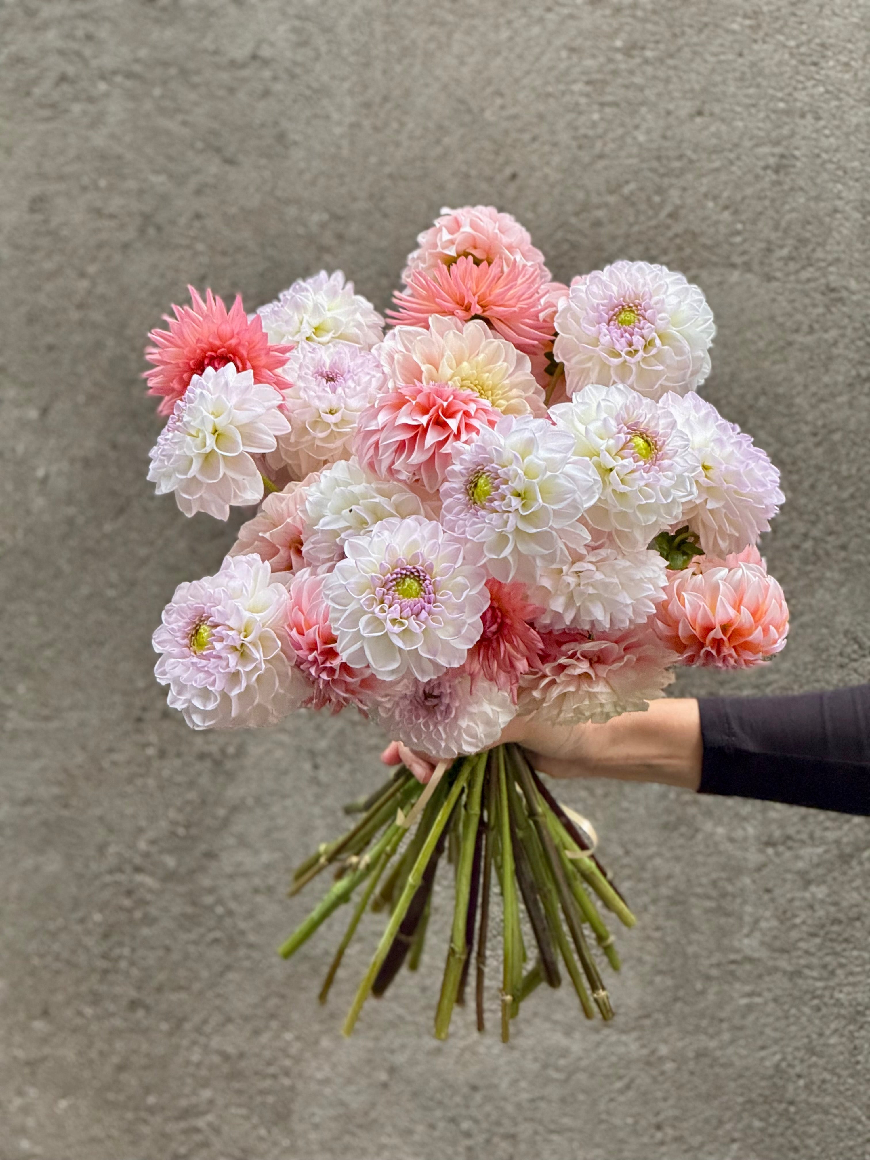 Dahlia 'Aprīļa Pilieni' Tuber – Blush Pink Ball Dahlia | Latvian