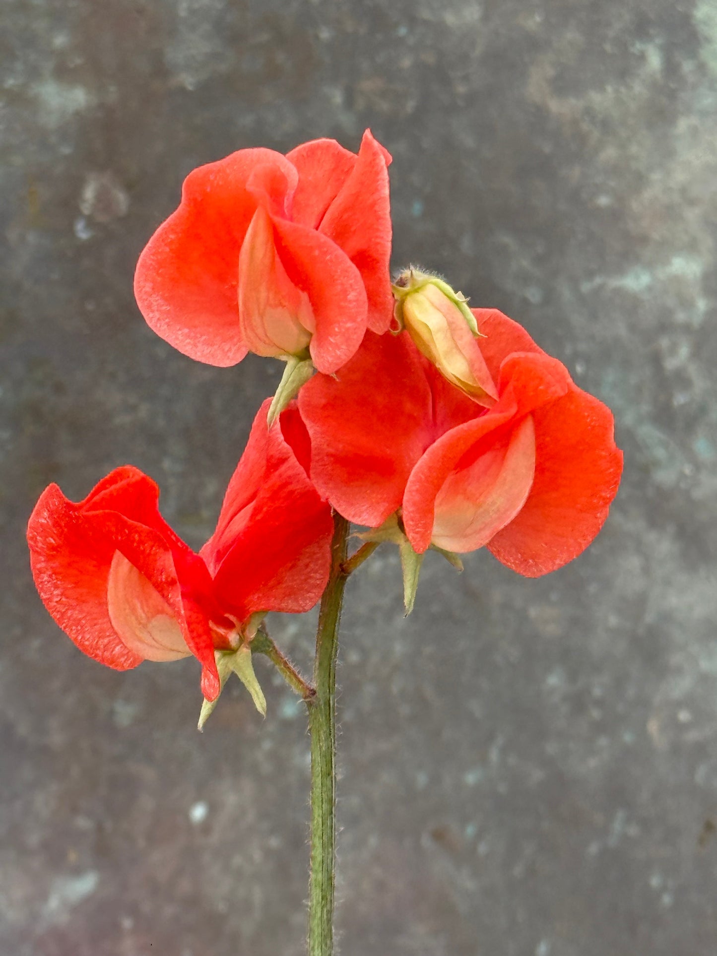 Lathyrus odoratus Spring Sunshine Orange | Sweet Pea therapyofflowers.com