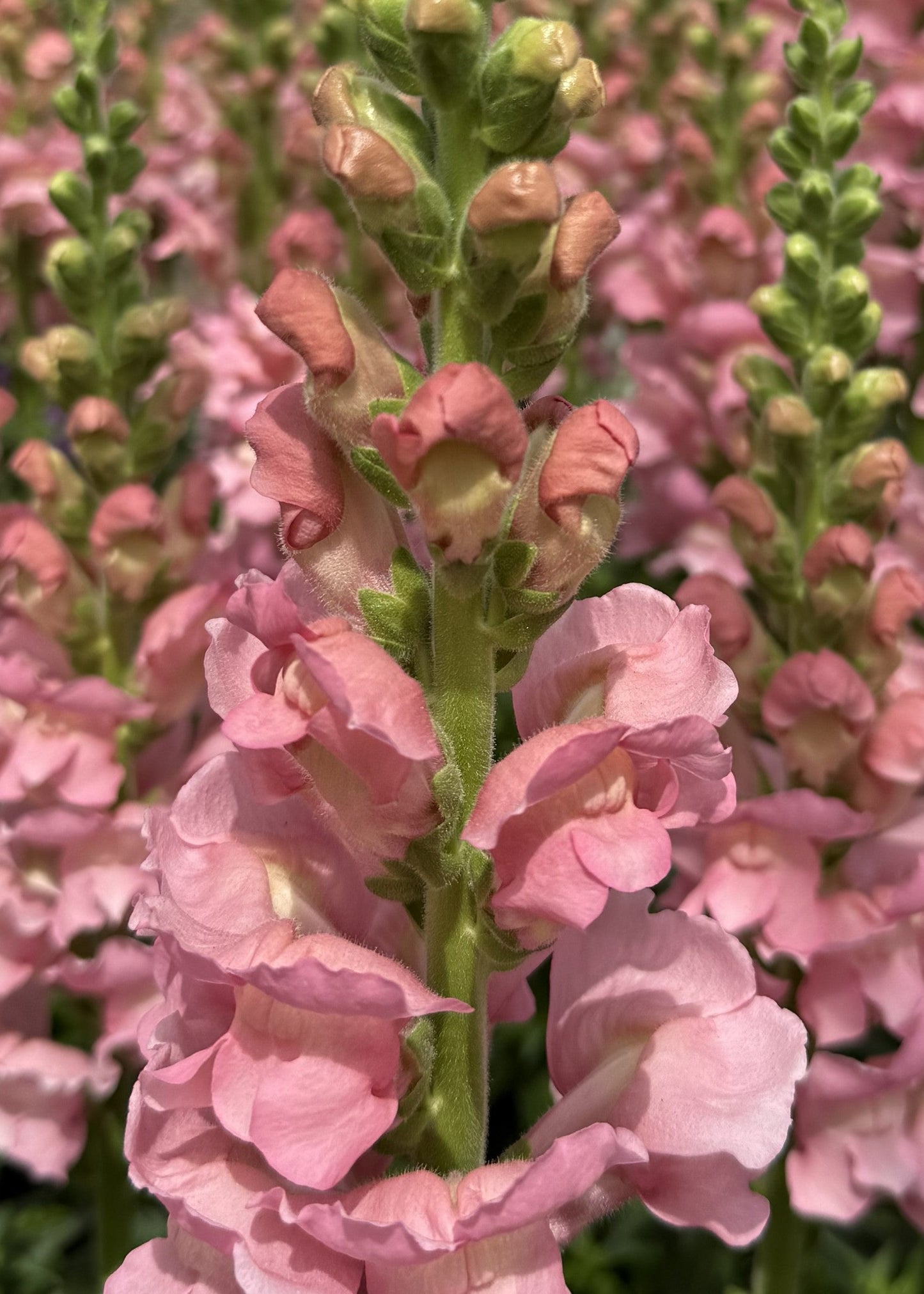 Antirrhinum majus Antibes Soft Pink F1 | Group 1 | Snapdragon therapyofflowers.com