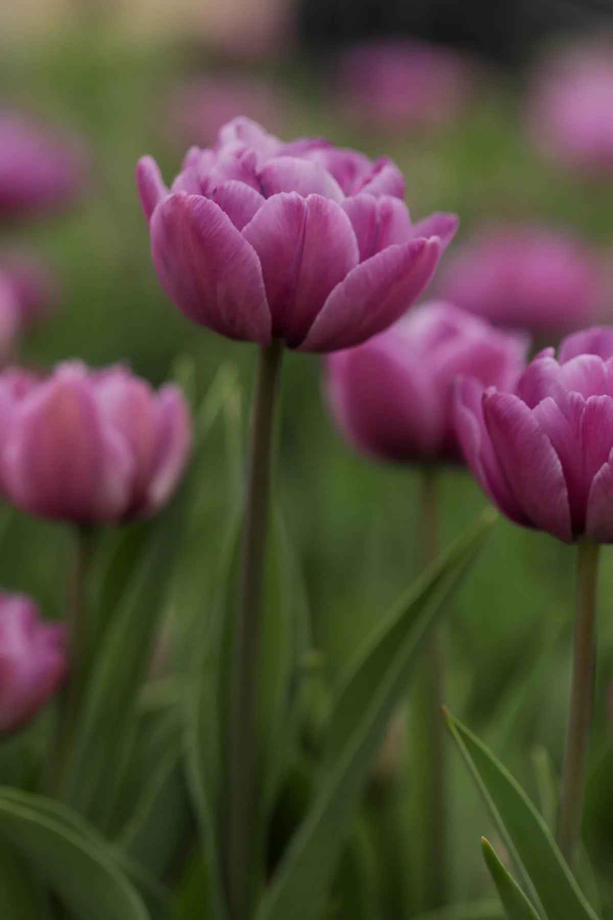 Tulipano ‘Blue Diamond’ | Tulipano Doppio Tardivo