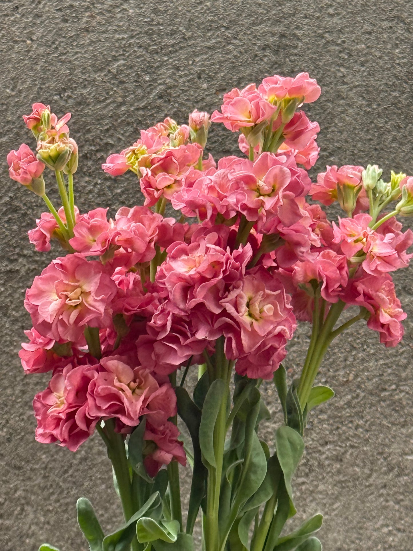 Matthiola incana StoX® Antique Rose | Stock therapyofflowers.com