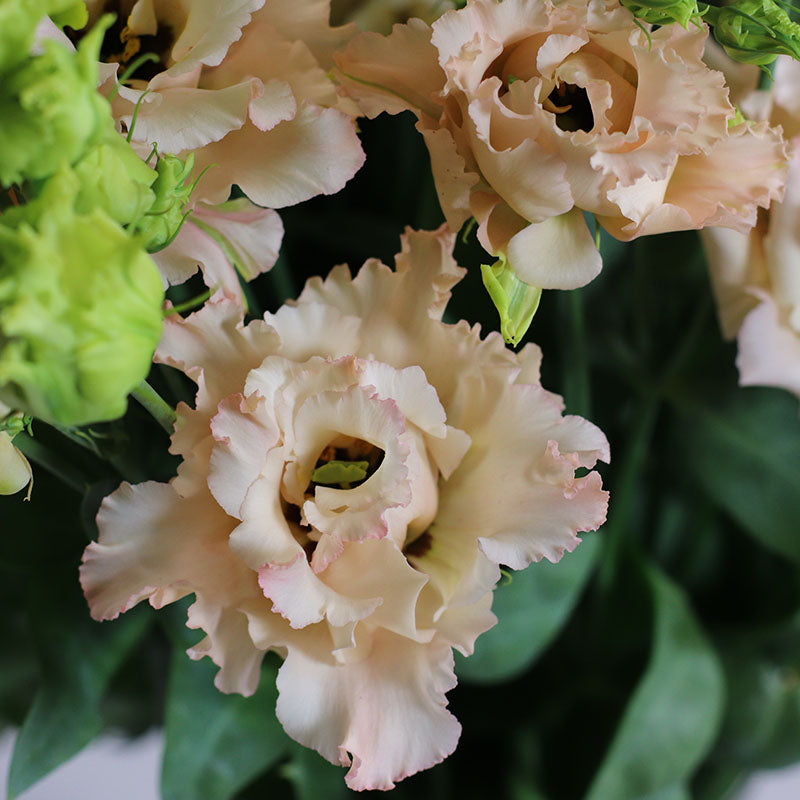 Lisianthus Alissa Light Apricot Imp. F1 | Eustoma grandiflorum | Grupo 2
