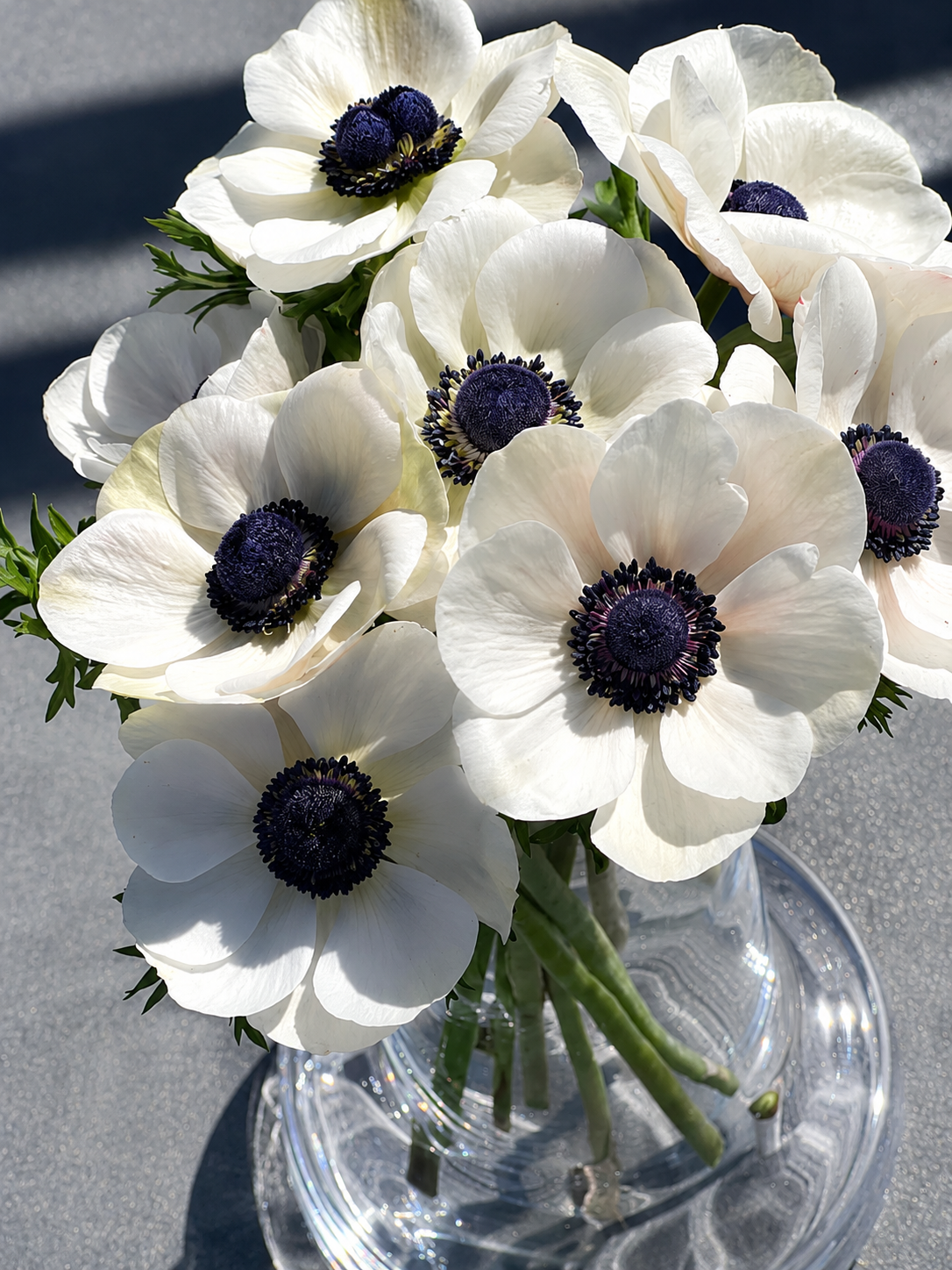 Anemone Mistral Plus® Panda | Black & White Italian Anemone for