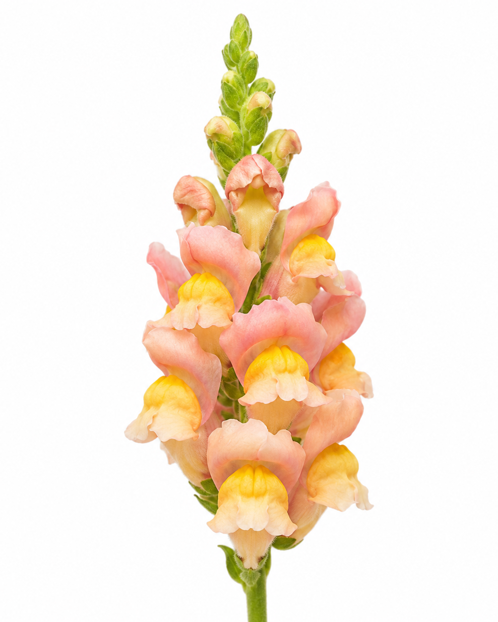 Antirrhinum majus Antibes Apricot F1 | Group 1 | Snapdragon therapyofflowers.com