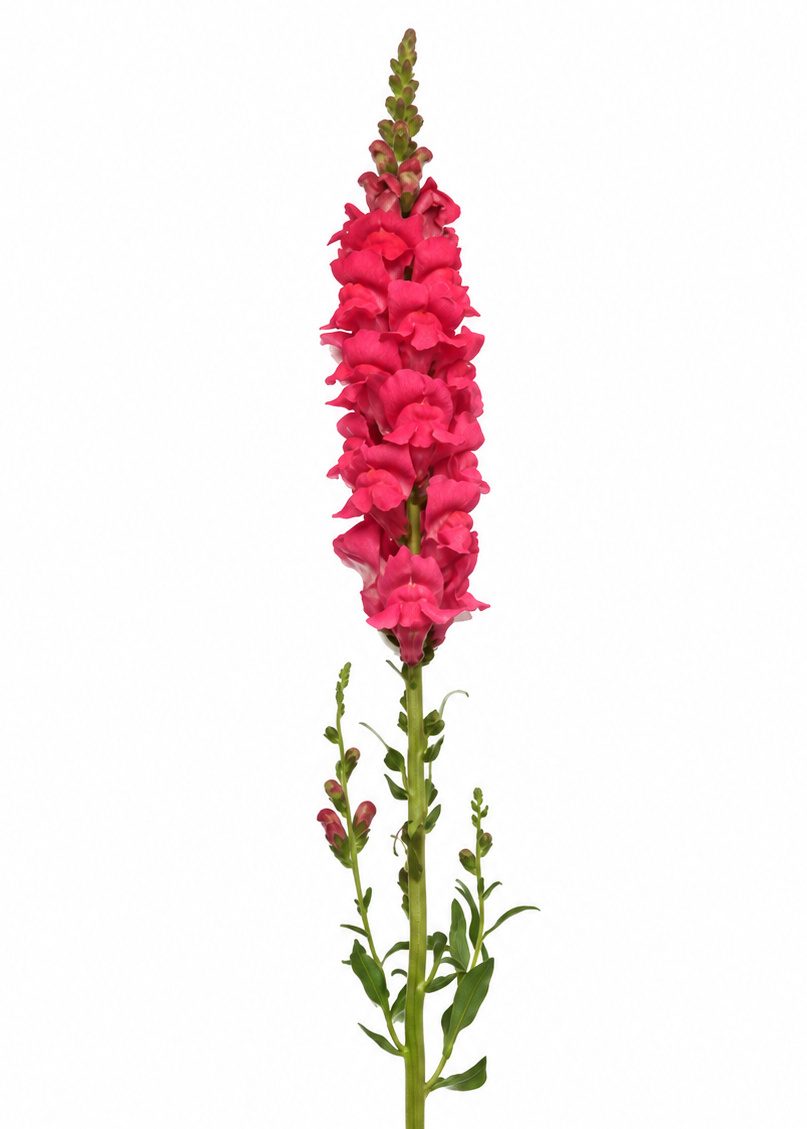 Muflier Early Potomac™ Rose Improved F1 | Groupe 3 | Antirrhinum majus