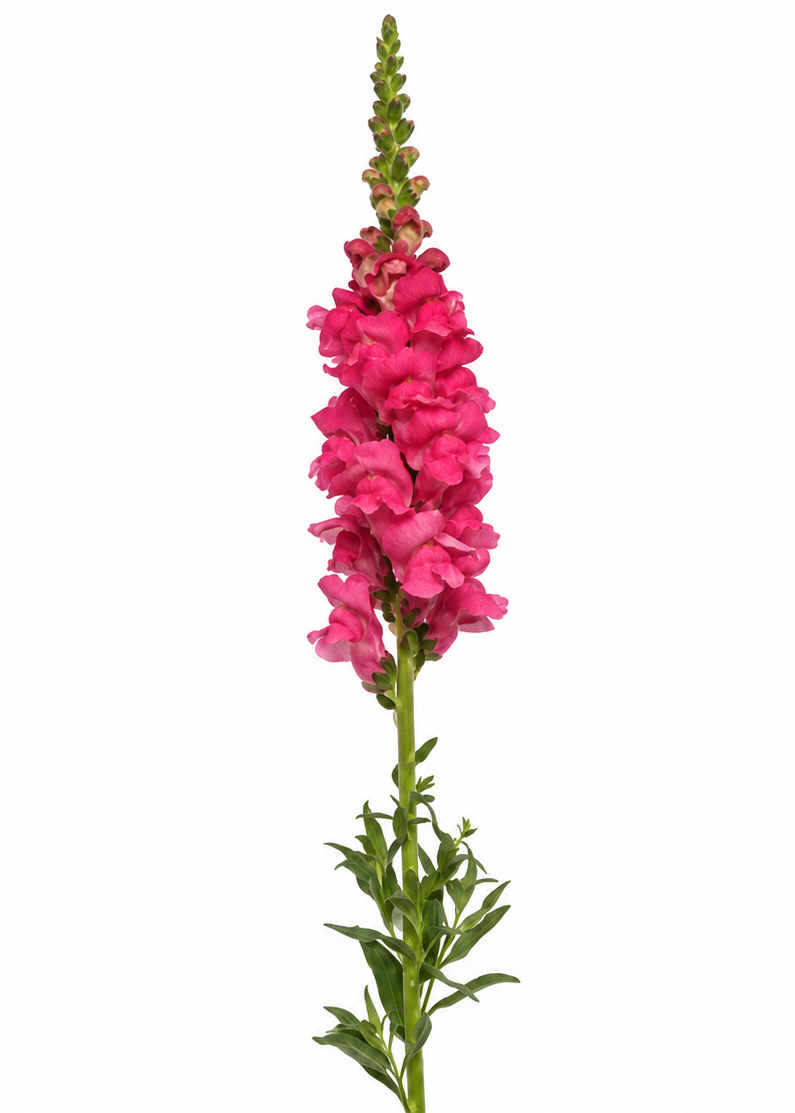 Muflier Monaco Dark Pink F1 | Groupe 3 | Antirrhinum majus