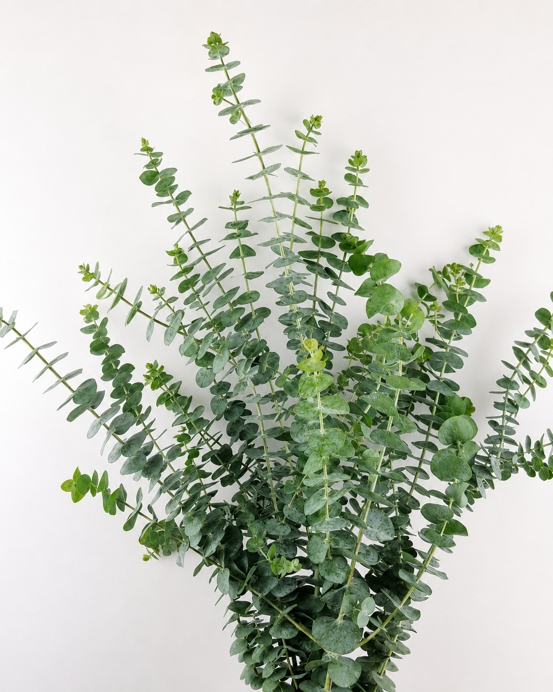 Eucalyptus pulverulenta Baby Blue | Florist Eucalyptus therapyofflowers.com