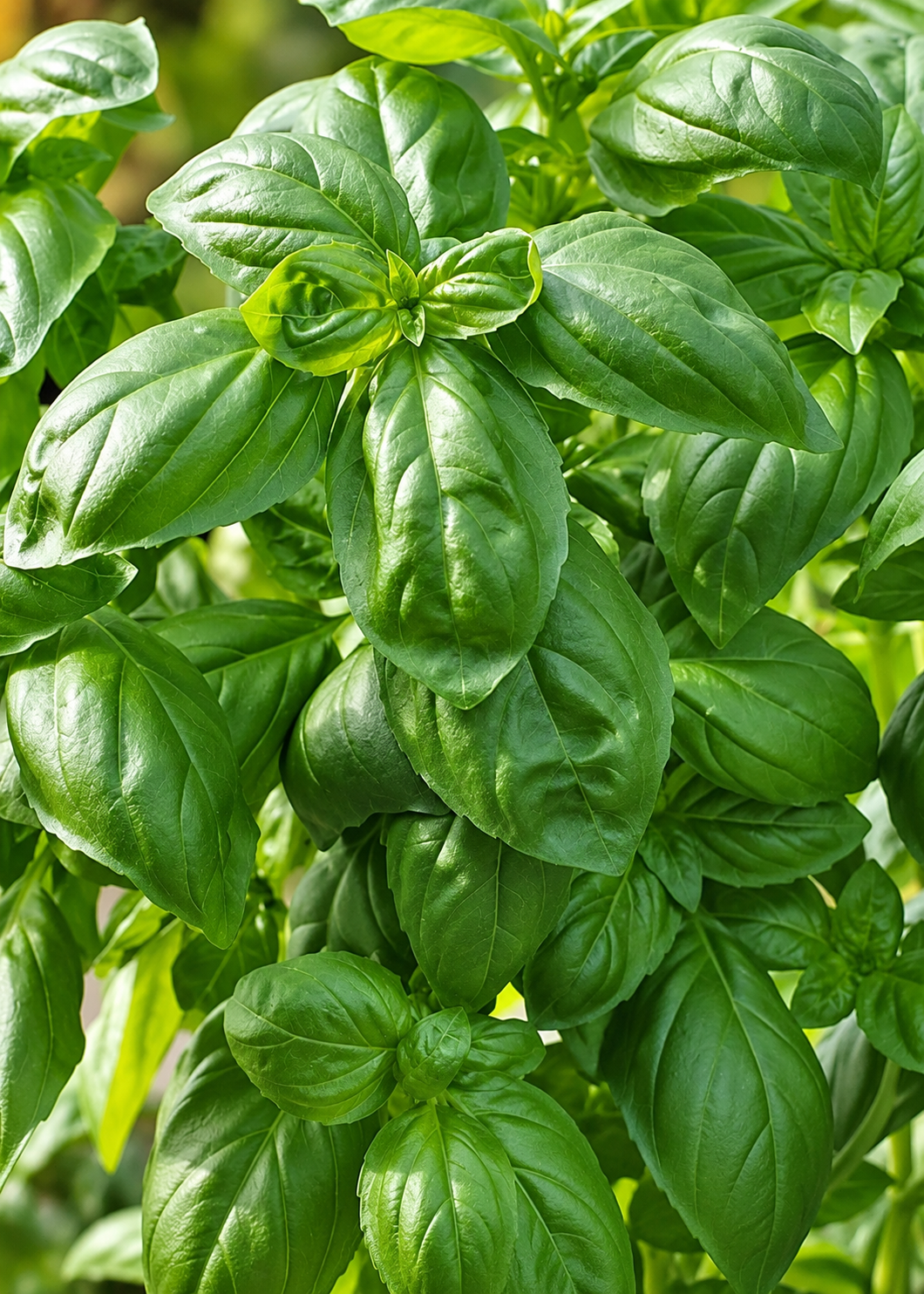 Basil Dolce Fresca | Ocimum basilicum | Fresh Mediterranean Taste