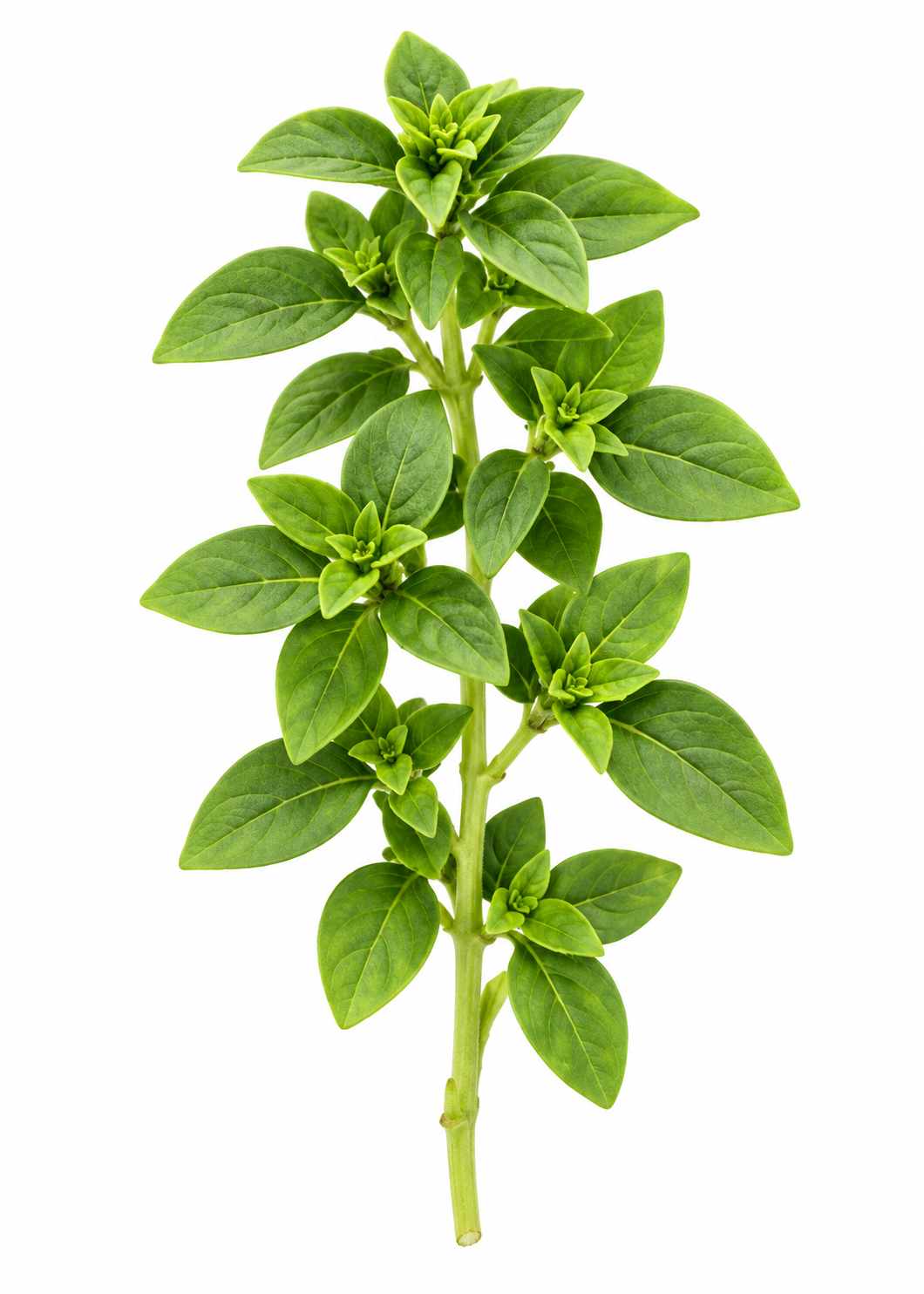 Базилик The Kitchen Minis™ Bonsai | Ocimum basilicum | Компактный Греческий Базилик