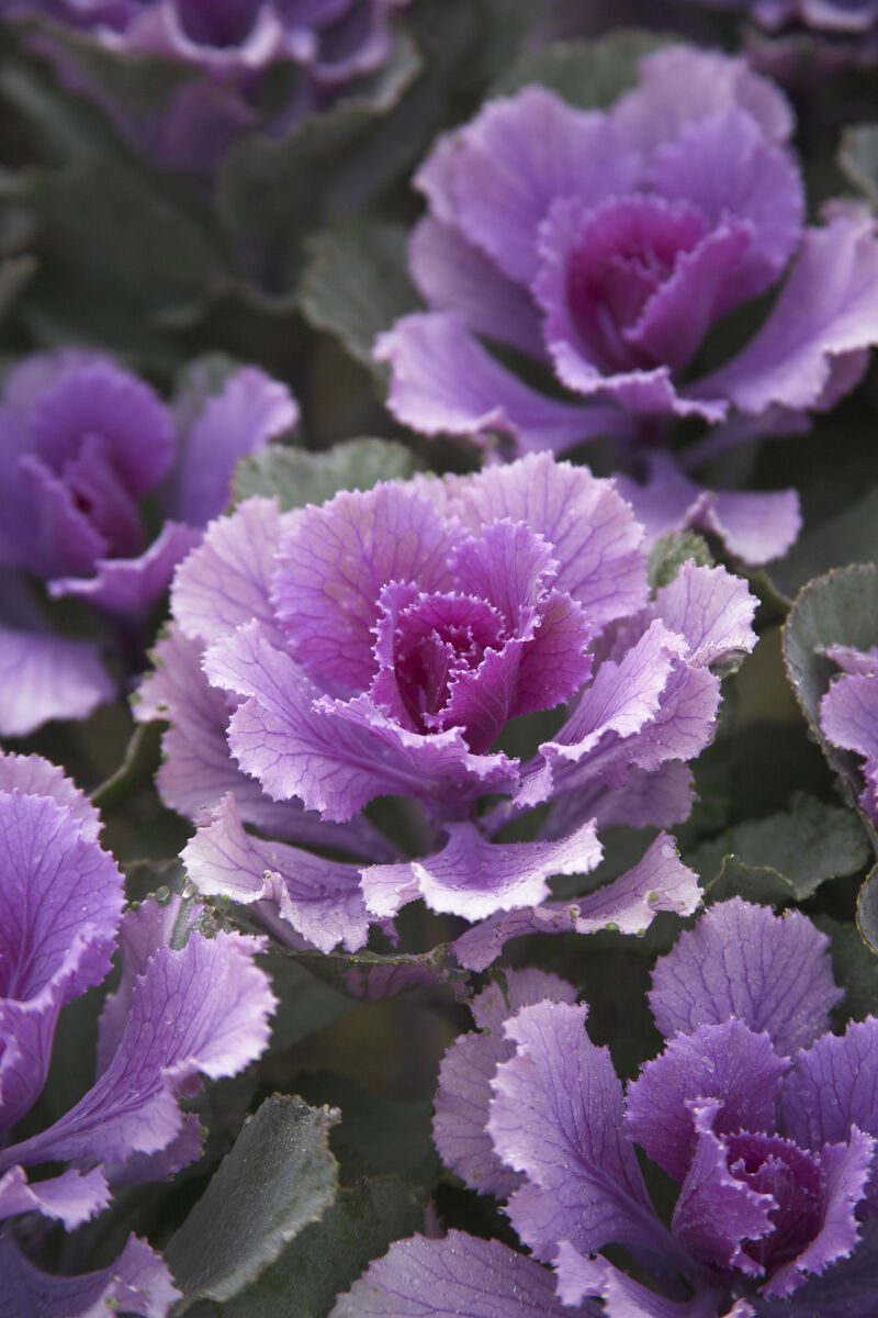 Brassica oleracea Flare™ Rose F1 | Flowering Kale