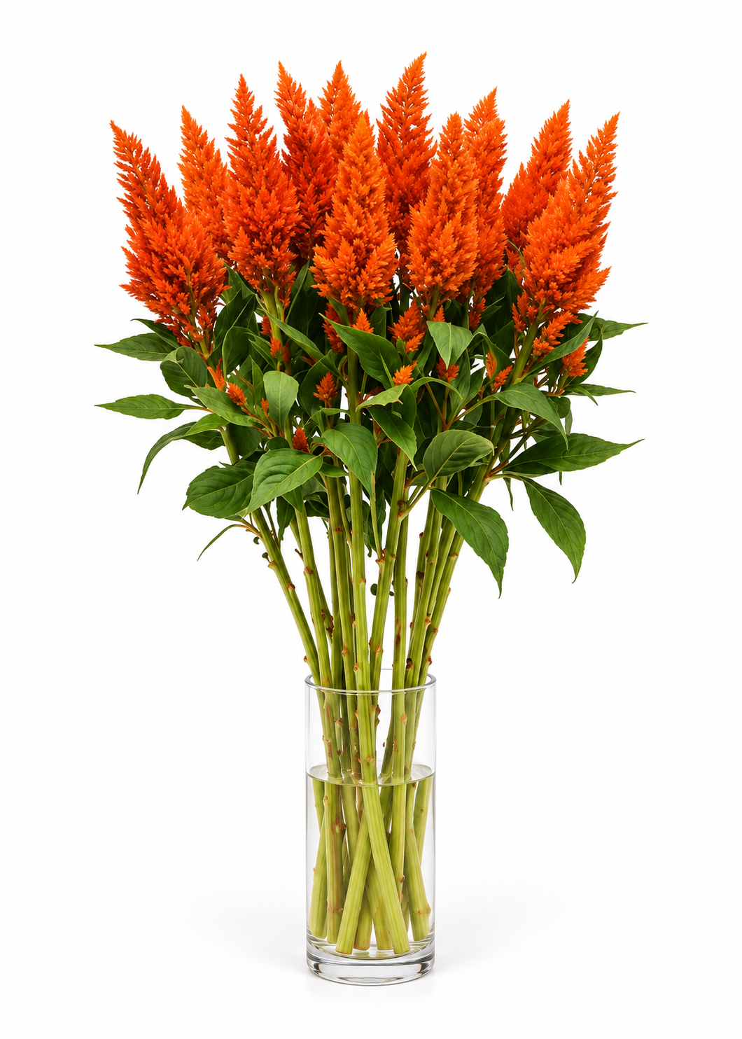 Celosia Sunday™ Bright Orange | Celosia plumosa | Feather Celosia | Cut Flower