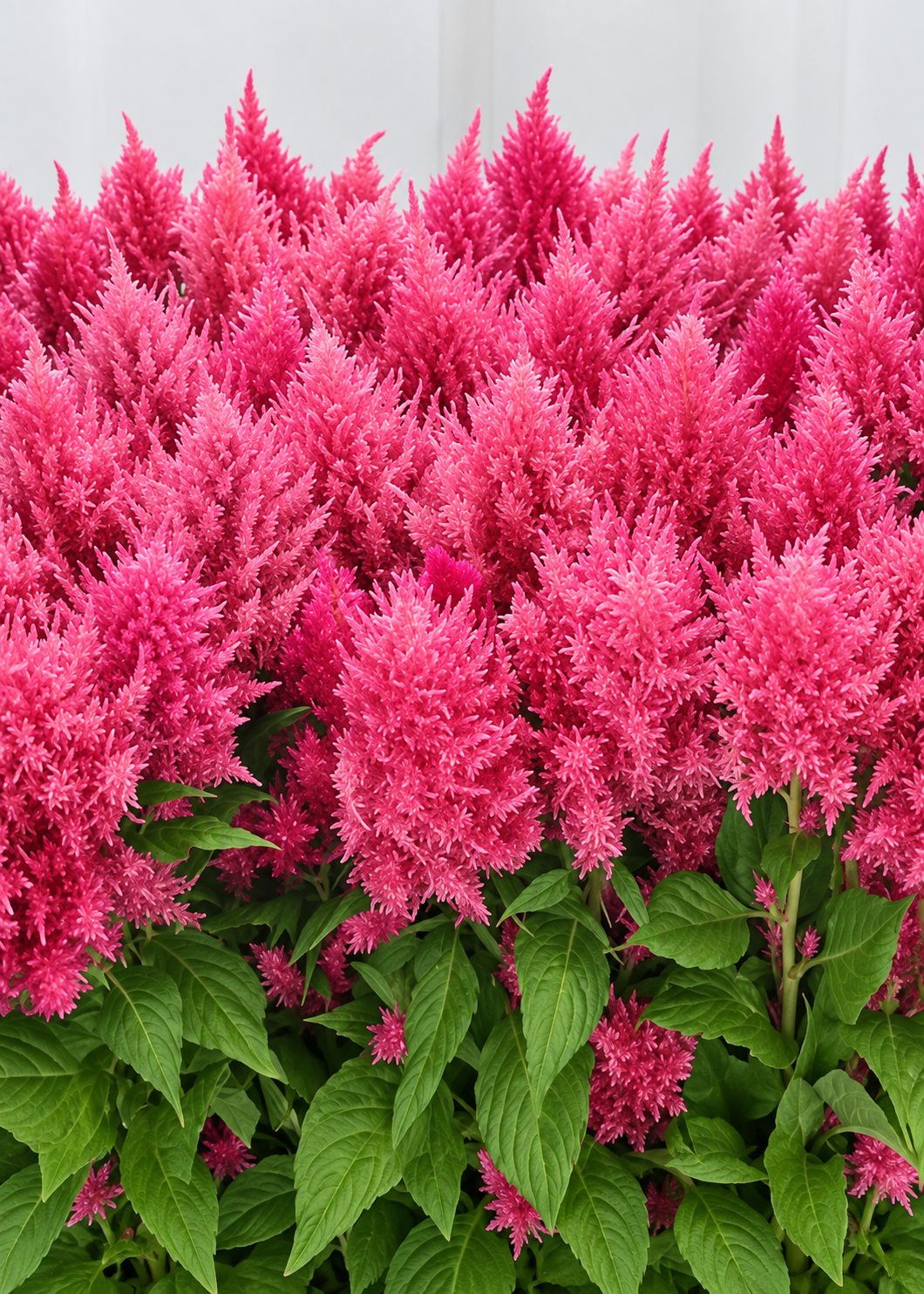 Celosia Sunday™ Bright Pink | Celosia plumosa | Feather Celosia | Cut Flower