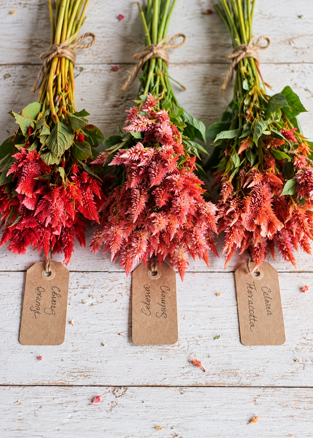 Celosia spicata Celway™ Terracotta | Wheat Celosia | Cut Flower therapyofflowers.com