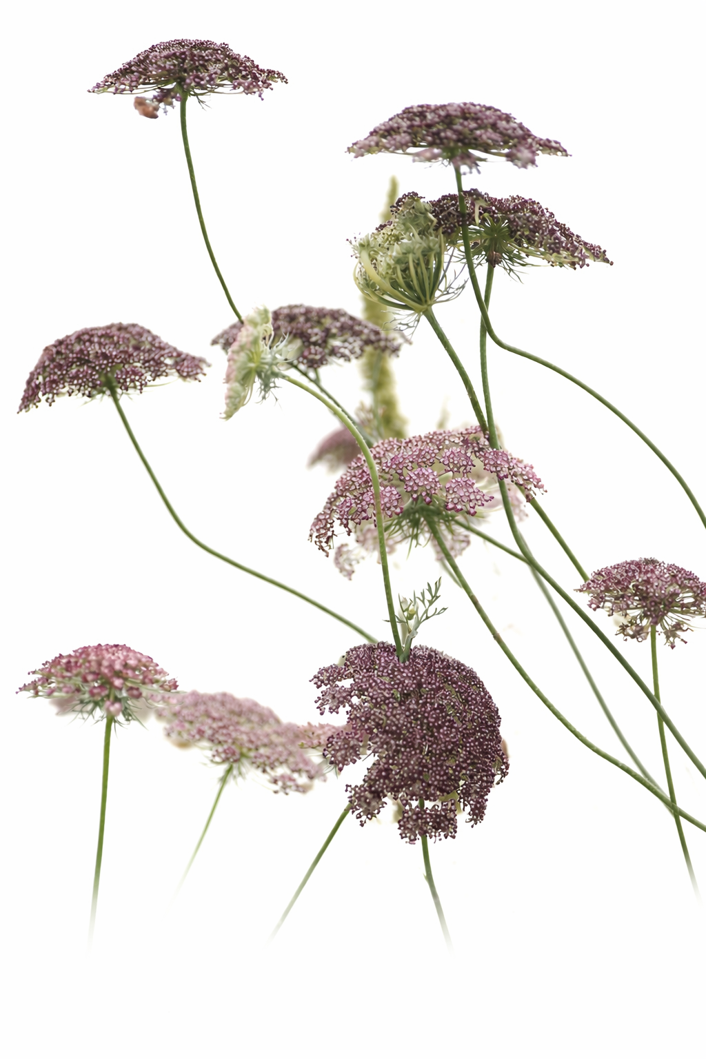 i promise to plant kisses like seeds Daucus carota Purple Kisses