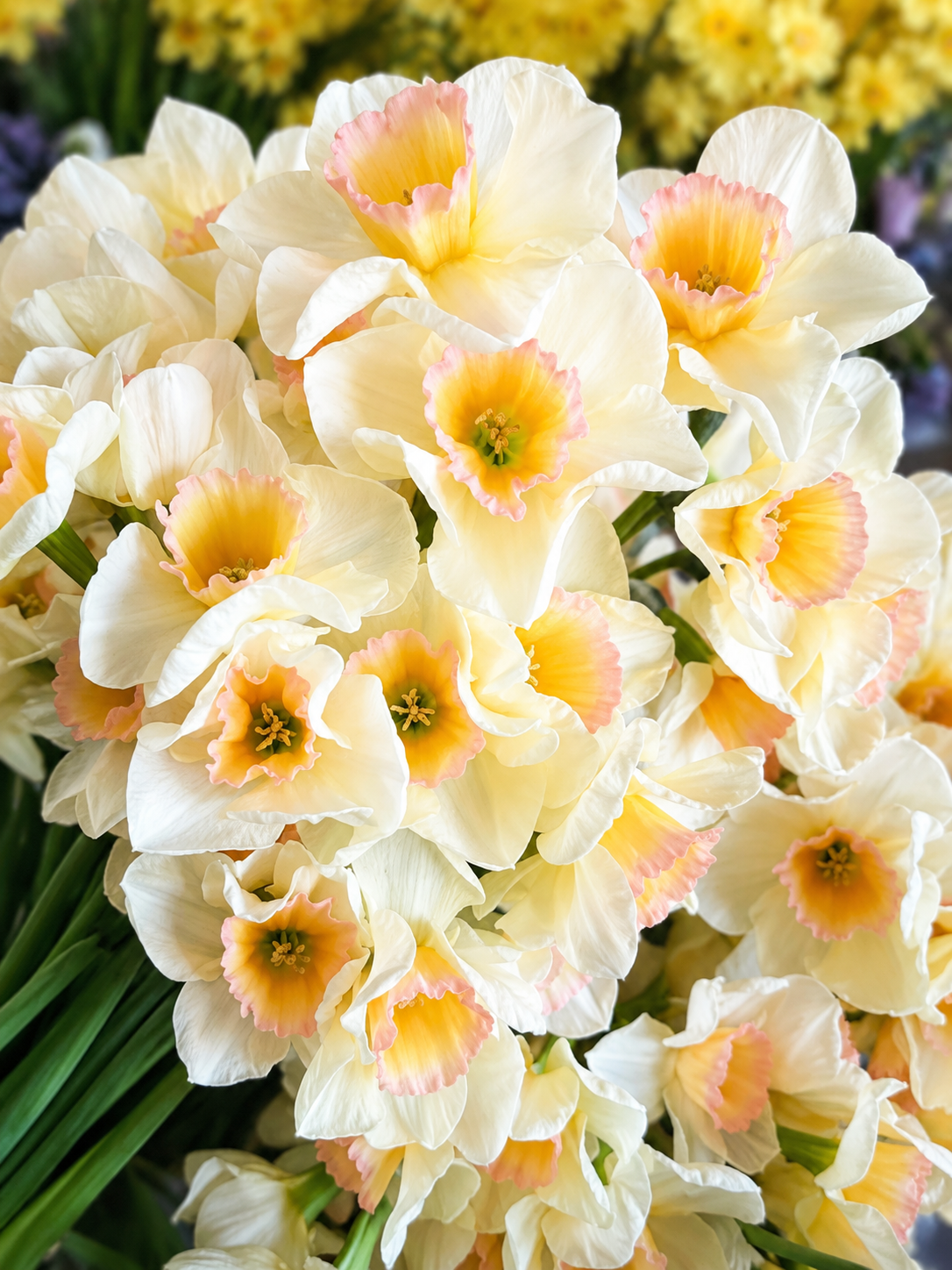 Narcissus 'Yazz' | Double Daffodil Bulbs | Cream and Apricot