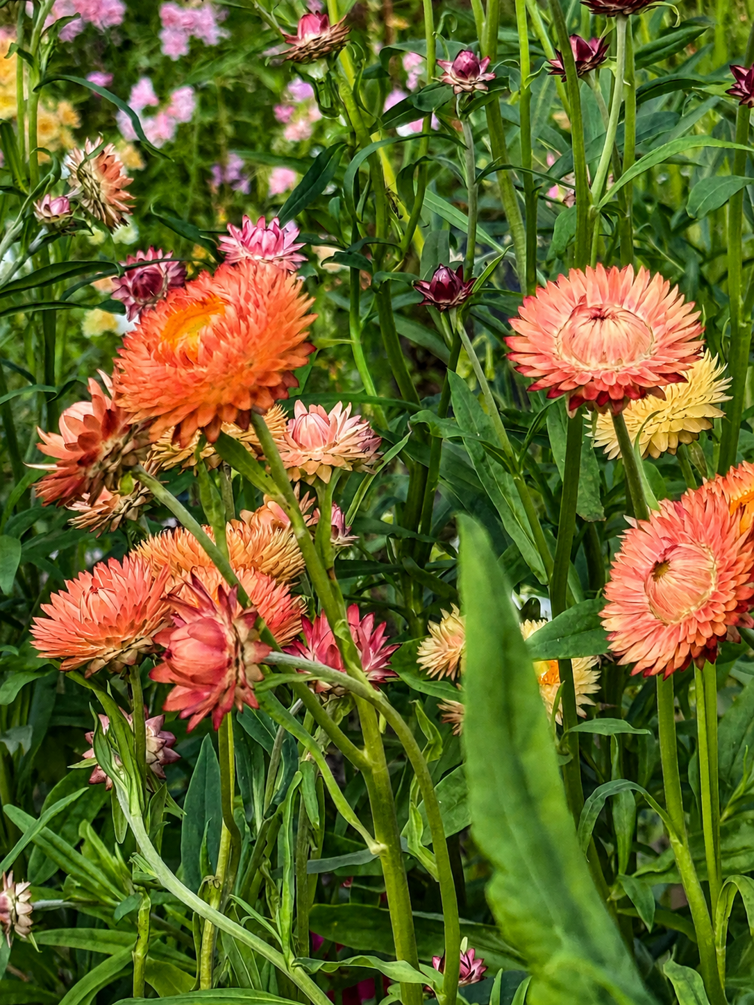 Helichrysum bracteatum Salmon | Strawflower therapyofflowers.com