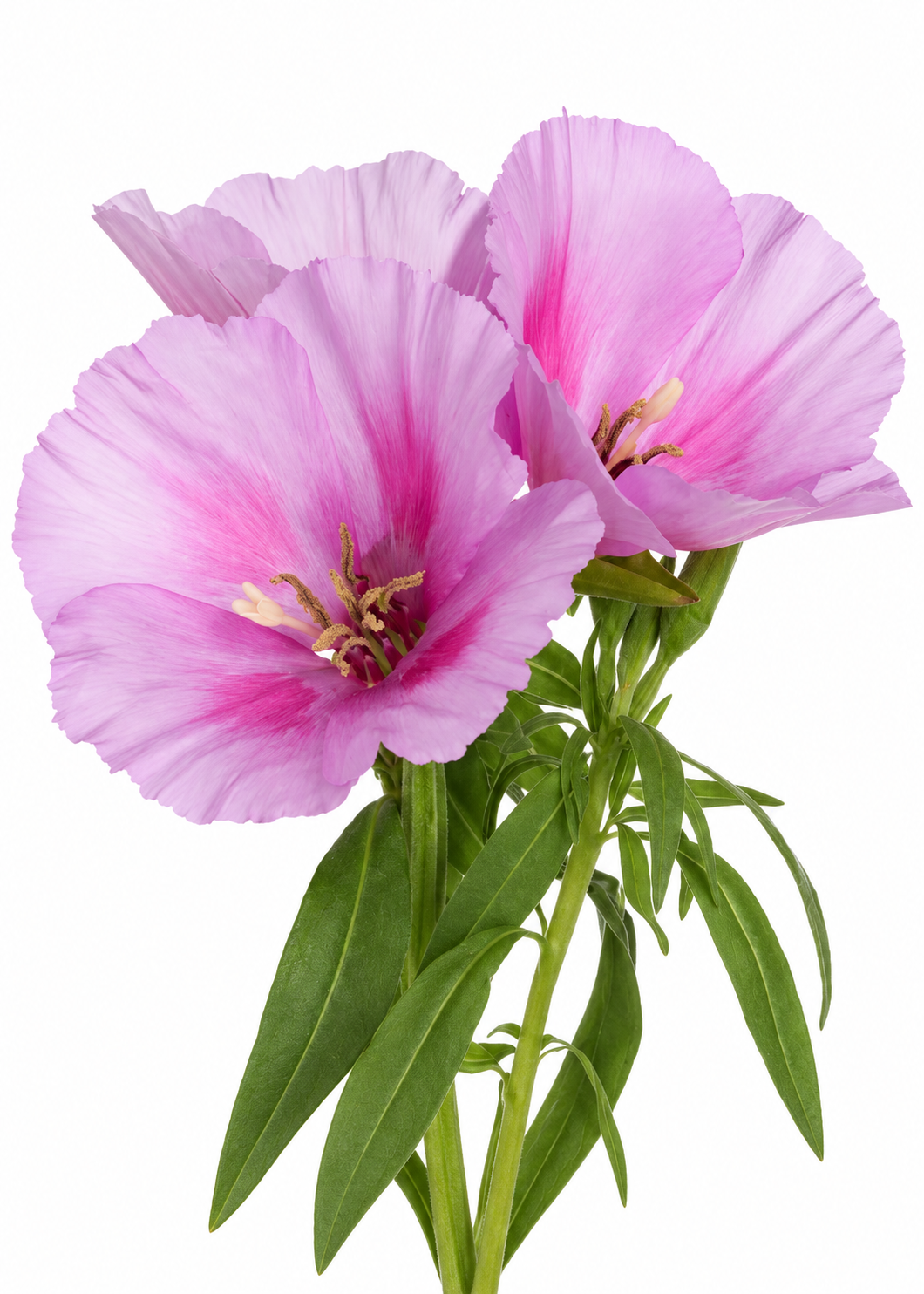 Clarkia amoena Grace Lavender F1 | Godetia