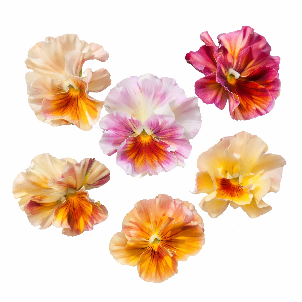 Viola x wittrockiana Flamenco Terracotta F1 | Ruffled Pansy Seeds