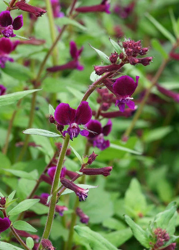 purple velvet plant seeds Cuphea lanceolata Purple Passion Seeds