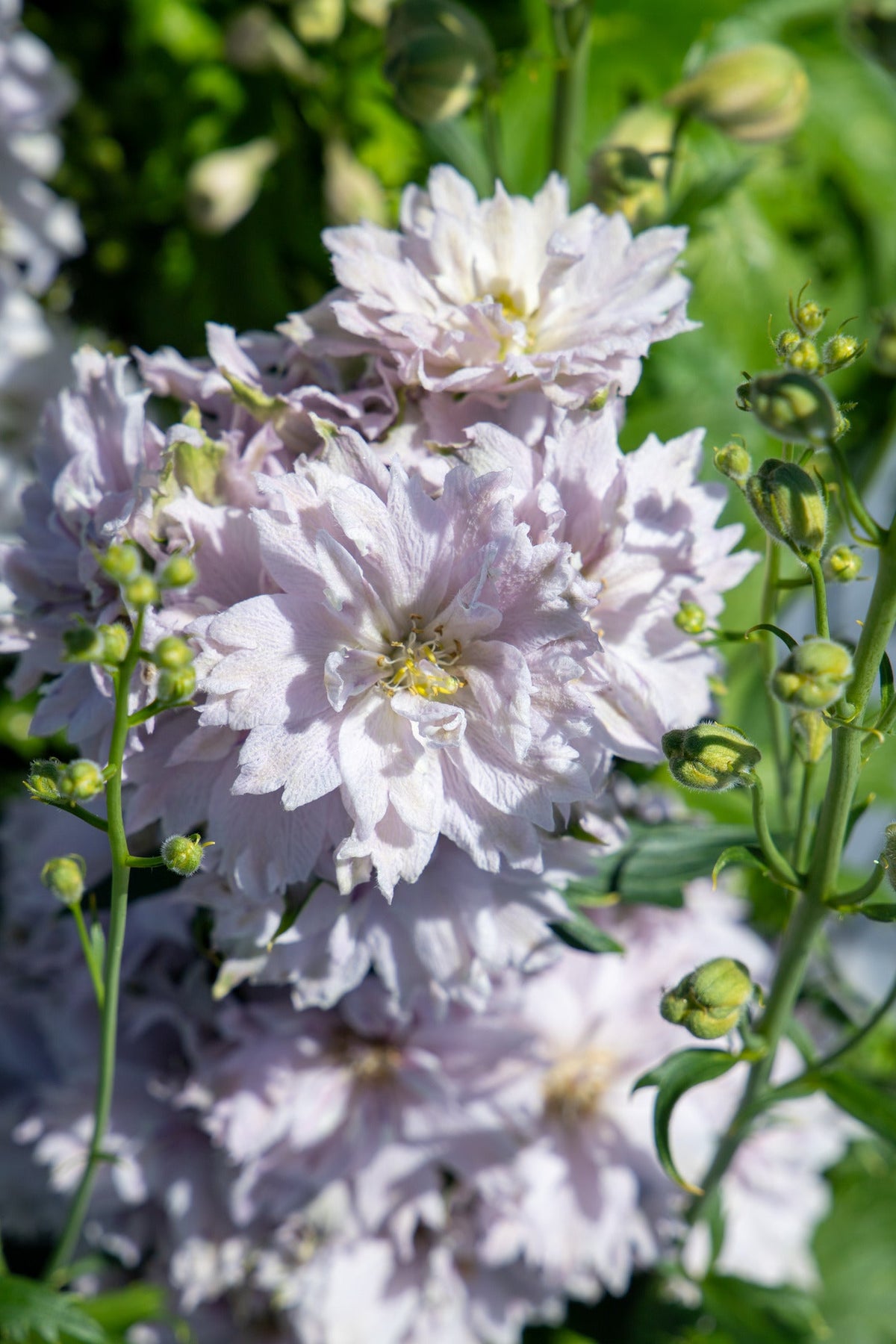 Delphinium elatum Magic Fountains Cherry Blossom White Bee | Delphinium | Excellent as Cut Flower therapyofflowers.com