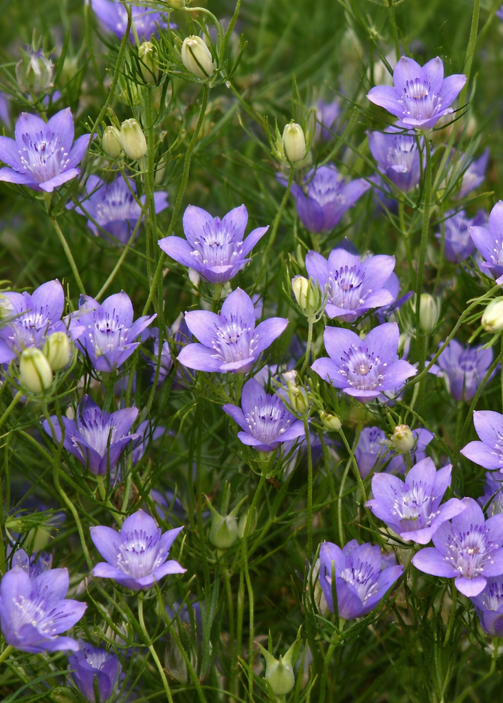 Nigella bucharica Blue Stars | Love-in-a-Mist therapyofflowers.com
