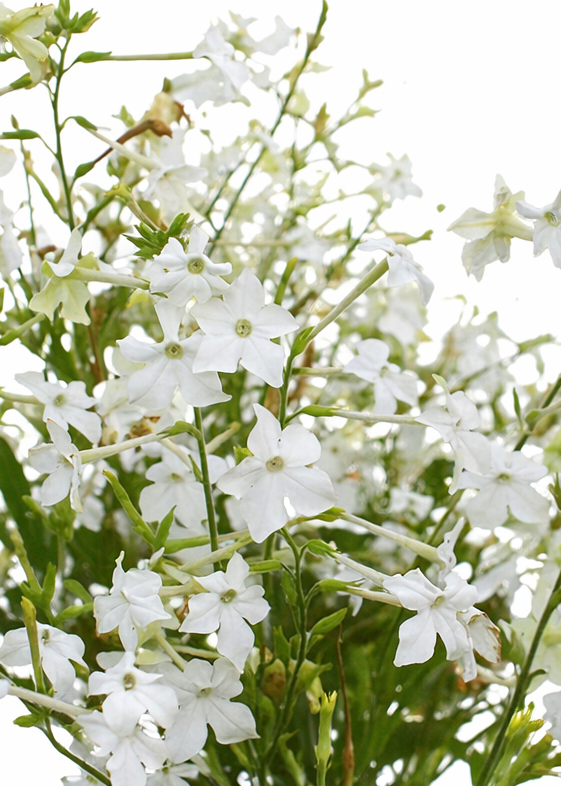 flowering tobacco nicotiana alata Nicotiana alata Grandiflora Seeds flowering tobacco nicotiana alata Nicotiana alata Grandiflora Seeds