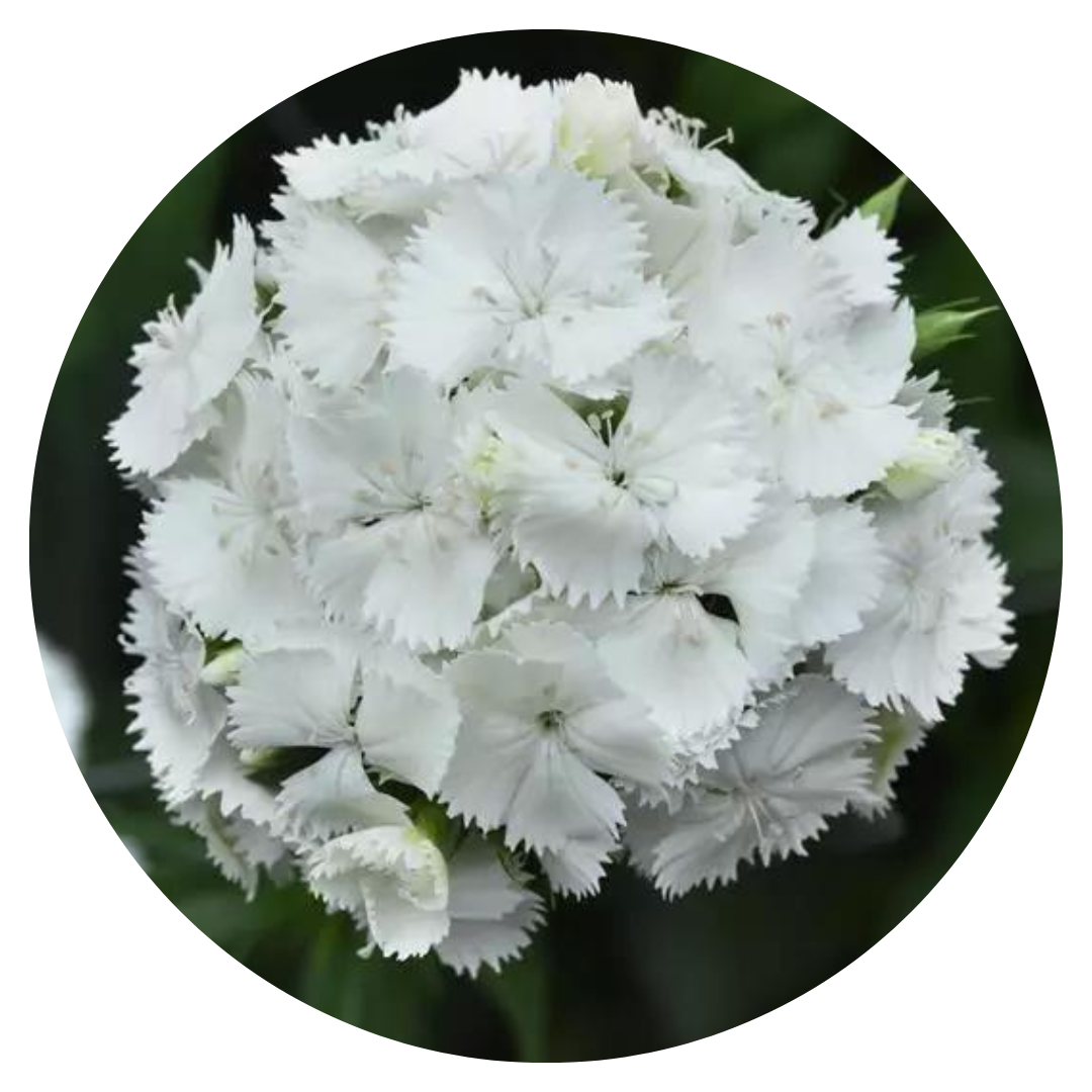 Dianthus barbatus Sweet White