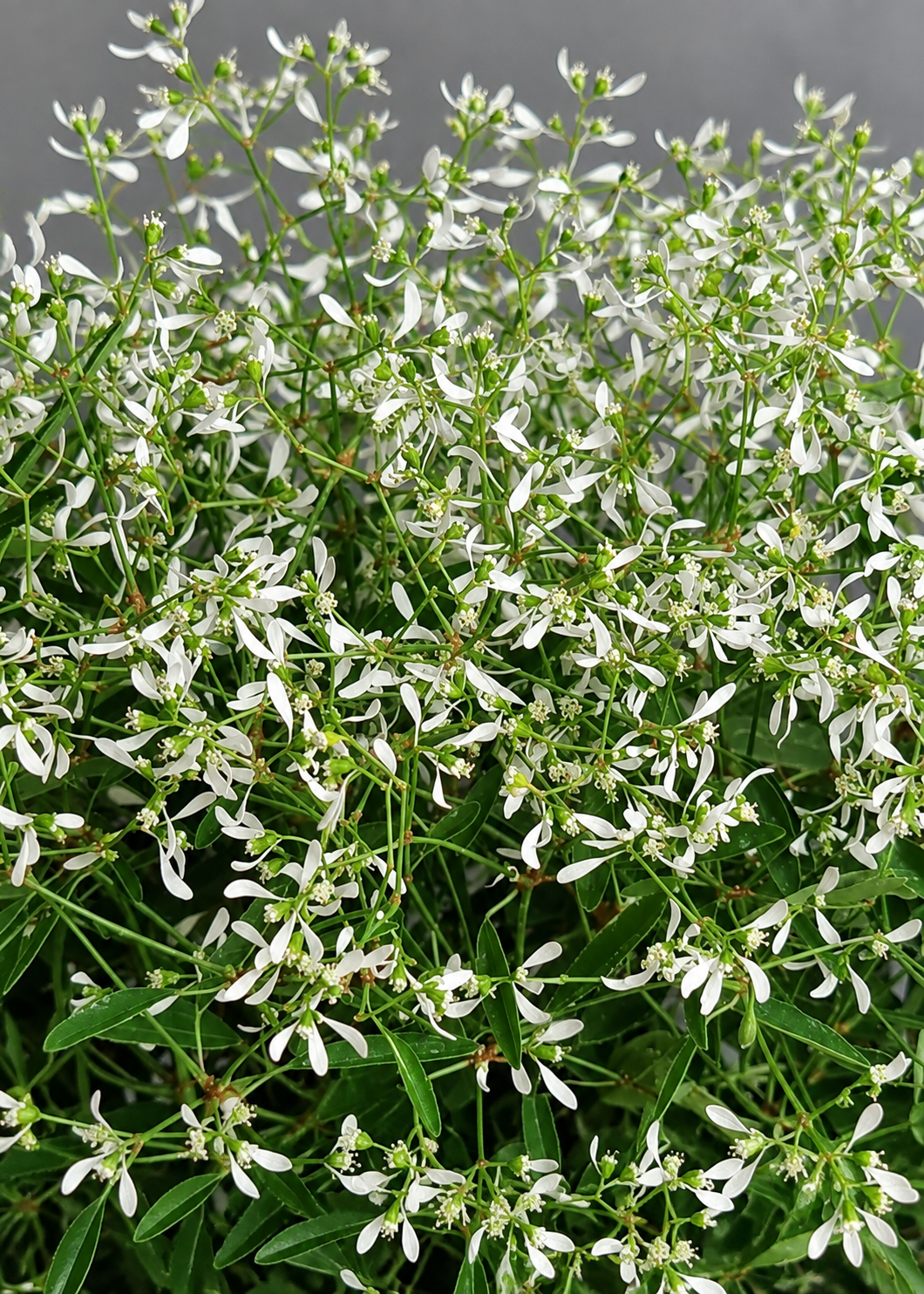 Eiforbija Glamour F1 | Euphorbia graminea