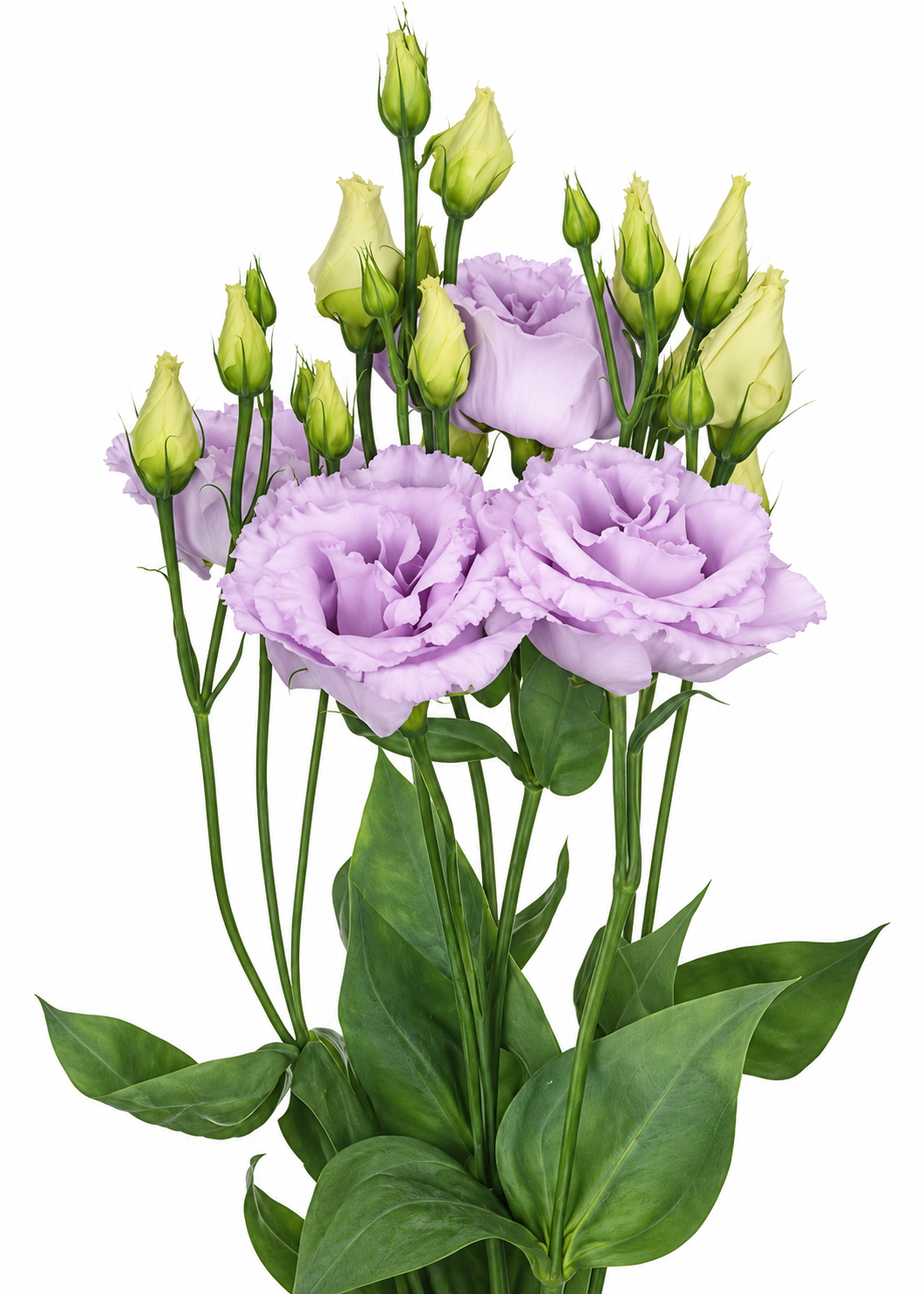 Eustoma grandiflorum Alissa Lavender F1 | Group 1 Lisianthus