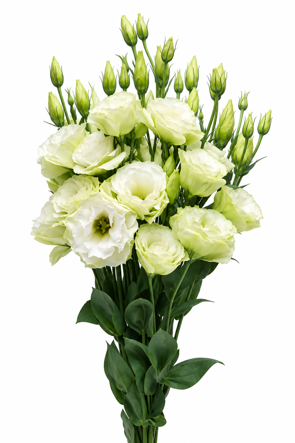Eustoma grandiflorum ABC™ Green I F1 | Lisianthus therapyofflowers.com