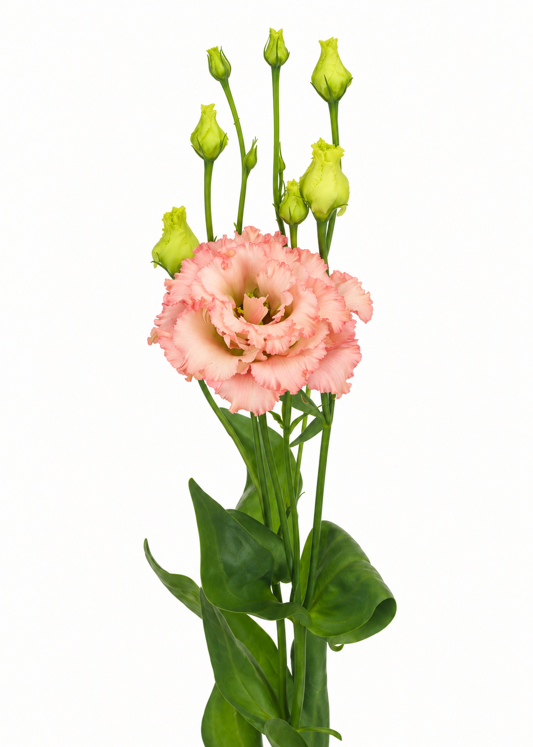 Eustoma grandiflorum Alissa Light Apricot Imp. F1 | Group 2 Lisianthus