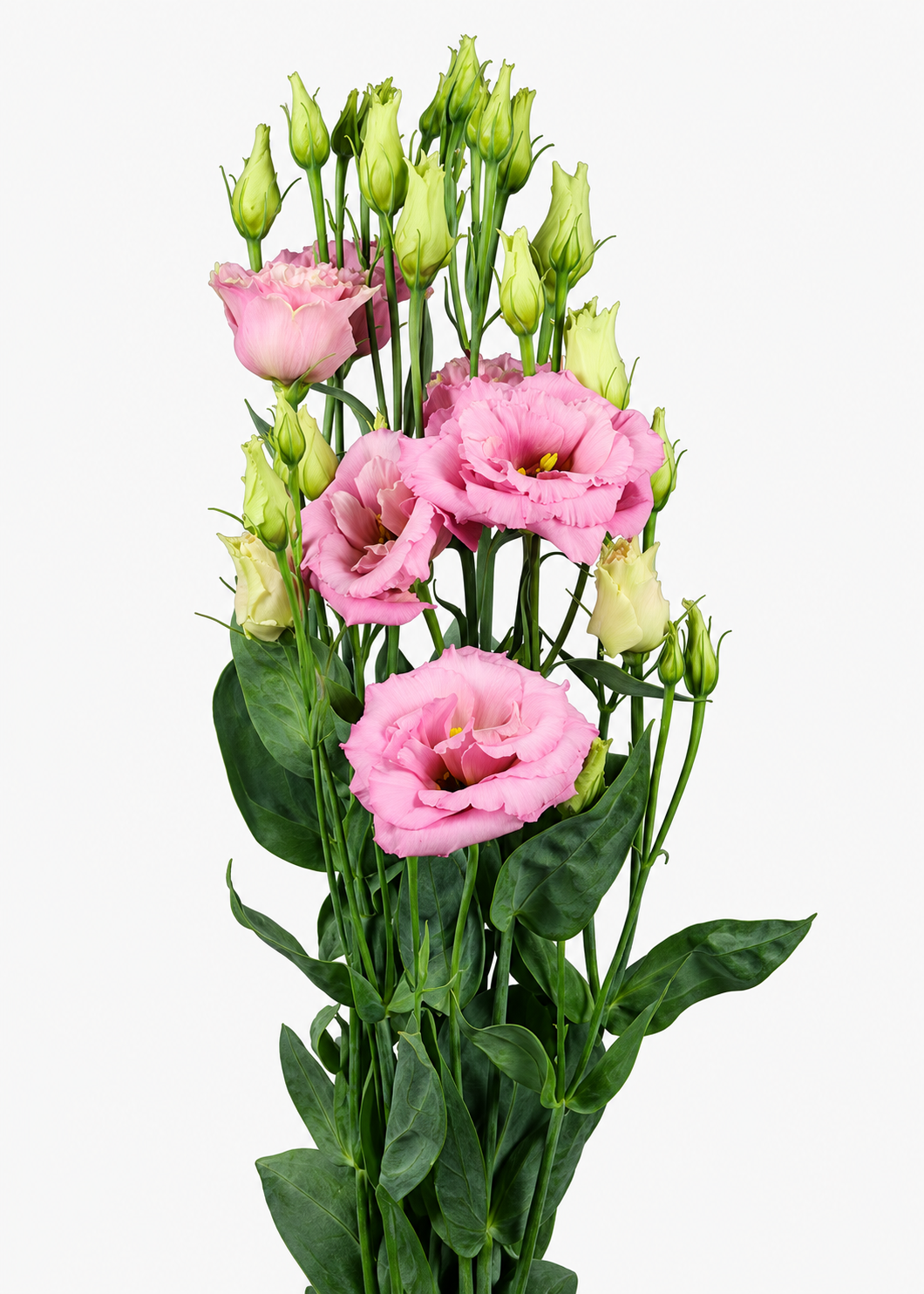 Eustoma grandiflorum Alissa Light Pink F1 | Group 2 Lisianthus