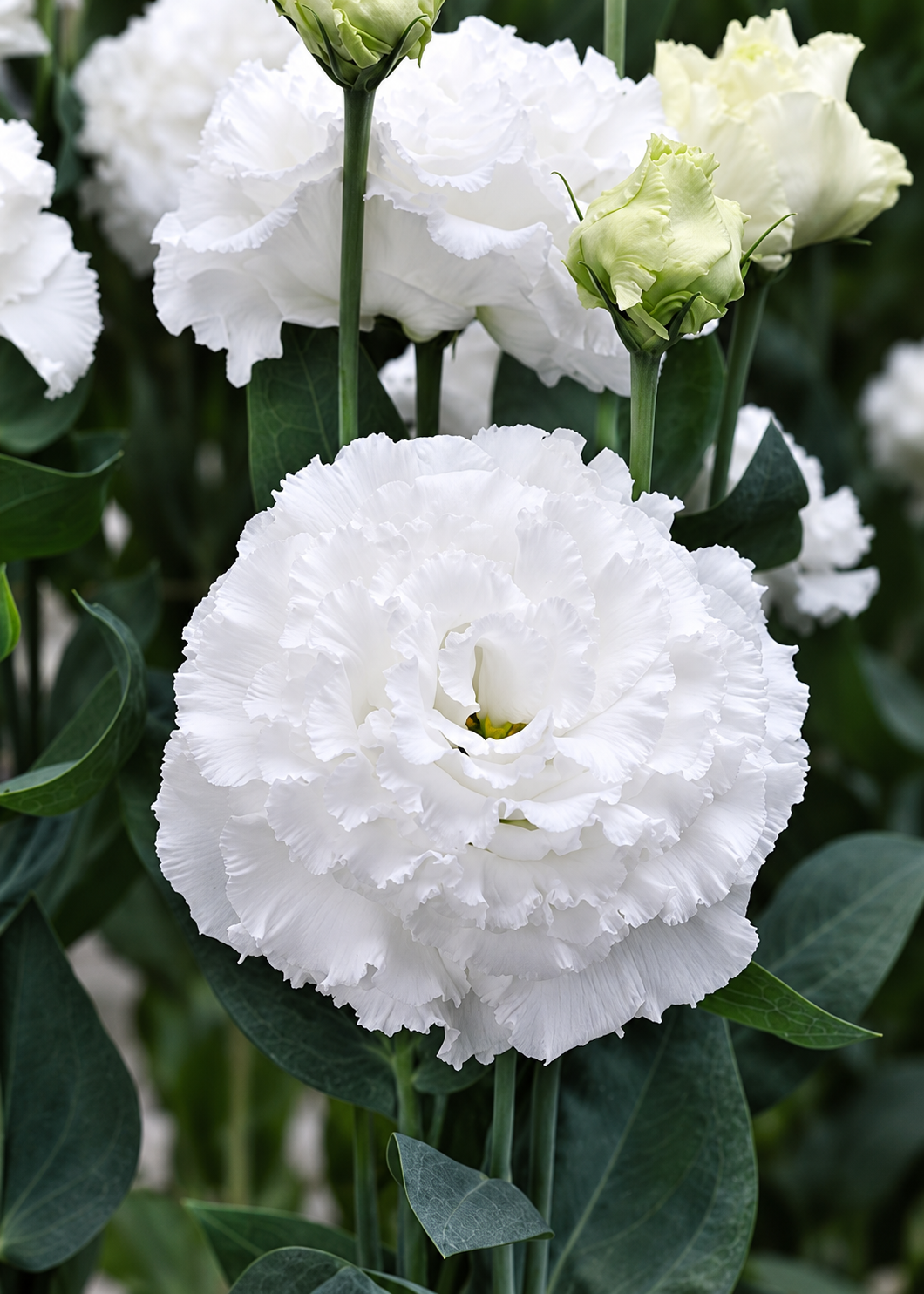 Eustoma grandiflorum Corelli Sugoi™ White F1 | Group 2 Lisianthus