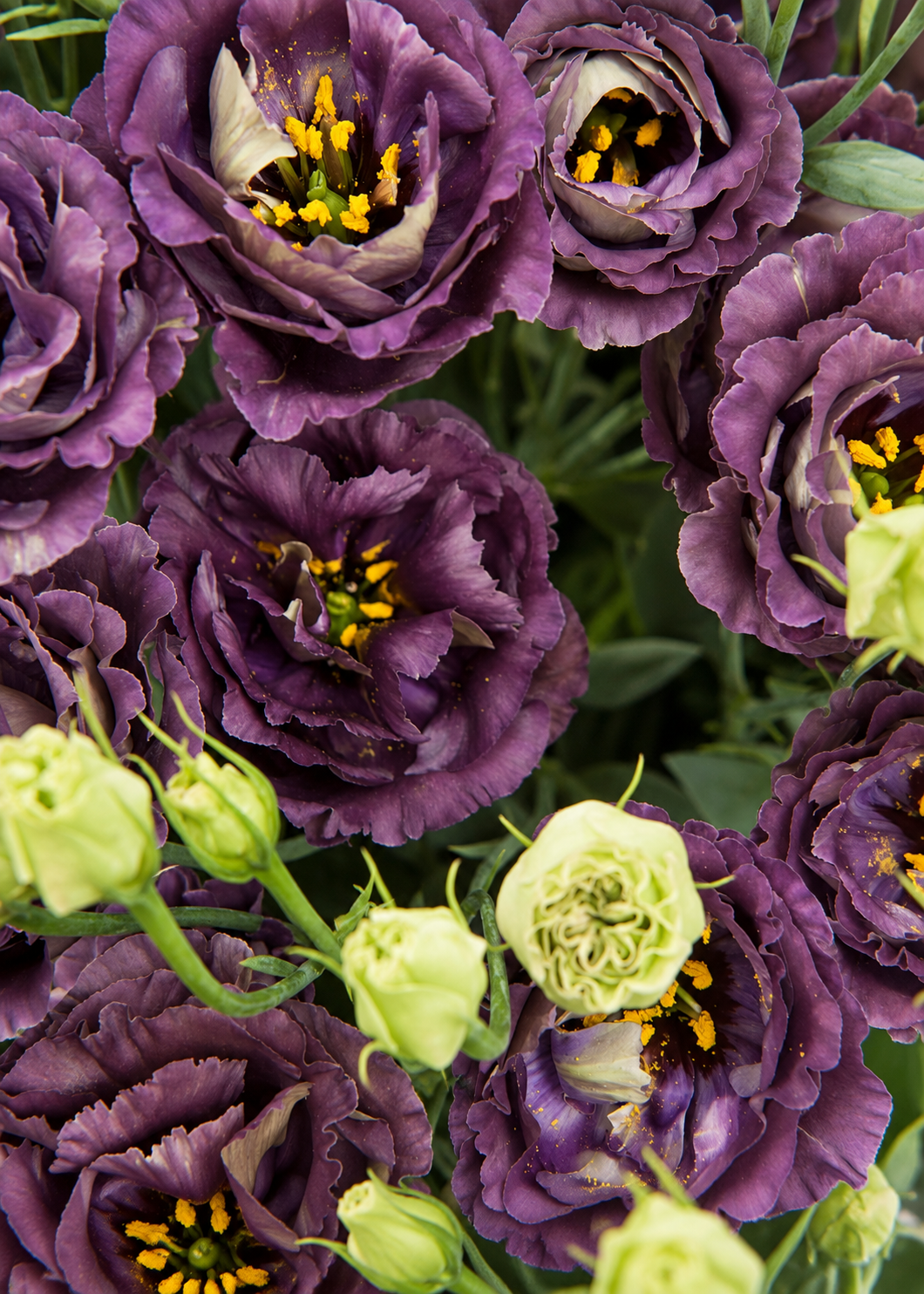 Eustoma grandiflorum Rosanne Black Pearl F1 | Group 1 Lisianthus