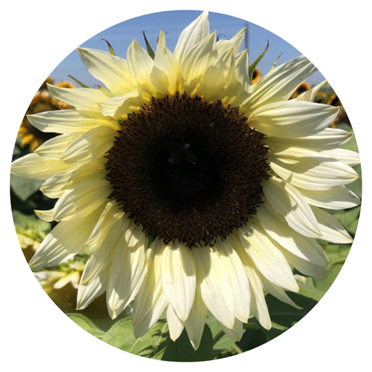 Sunflower ProCut® White Nite F1