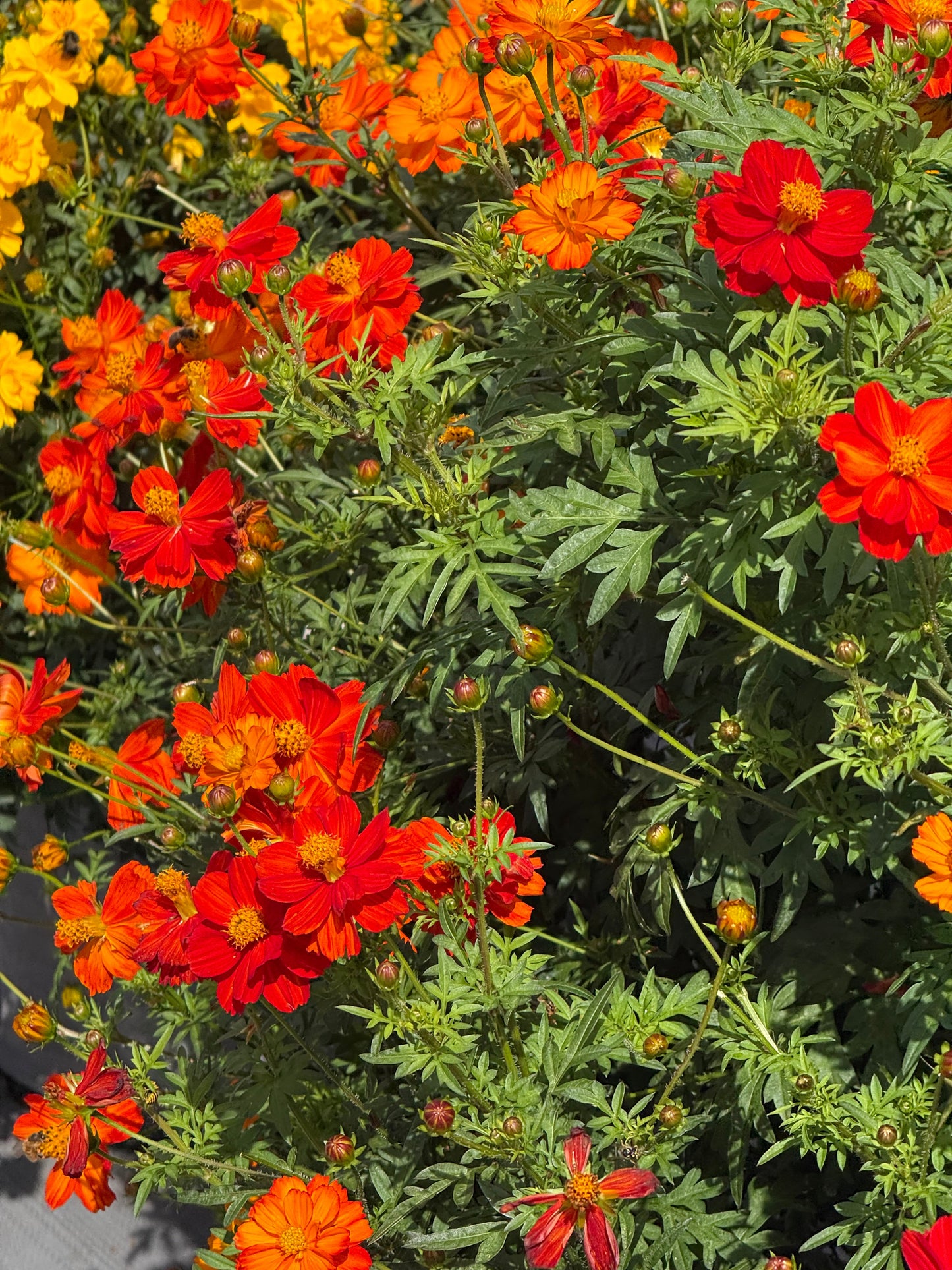 Cosmos sulphureus Cosmic Red | Sulphur Cosmos therapyofflowers.com