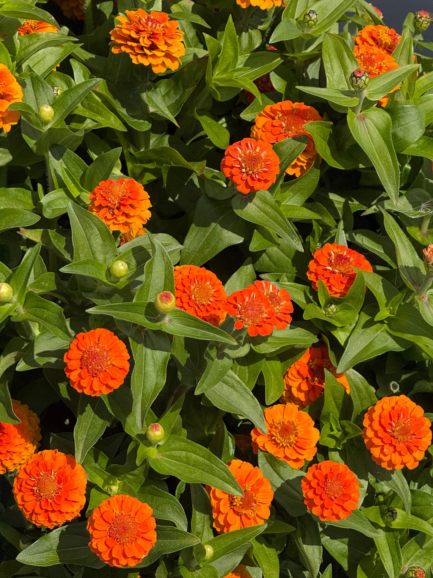 Zinnia elegans Zinnita Orange | Short, Excellent for pots therapyofflowers.com