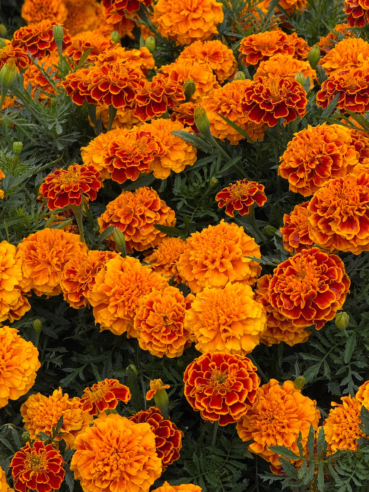 Tagetes patula Super Hero Orange Flame | French Marigold | Early flowering therapyofflowers.com