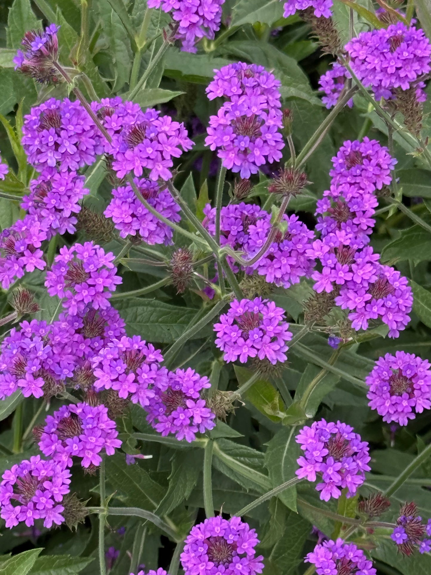 Verbena rigida Polaris® Purple | Slender vervain therapyofflowers.com
