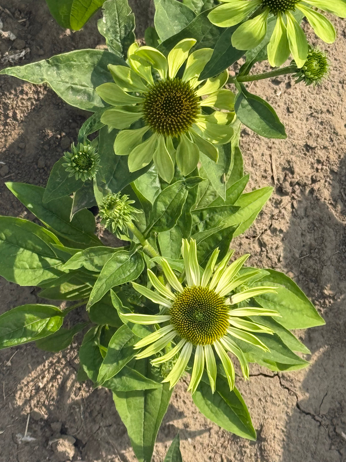 Эхинацея пурпурная Alan's Pride | Echinacea purpurea